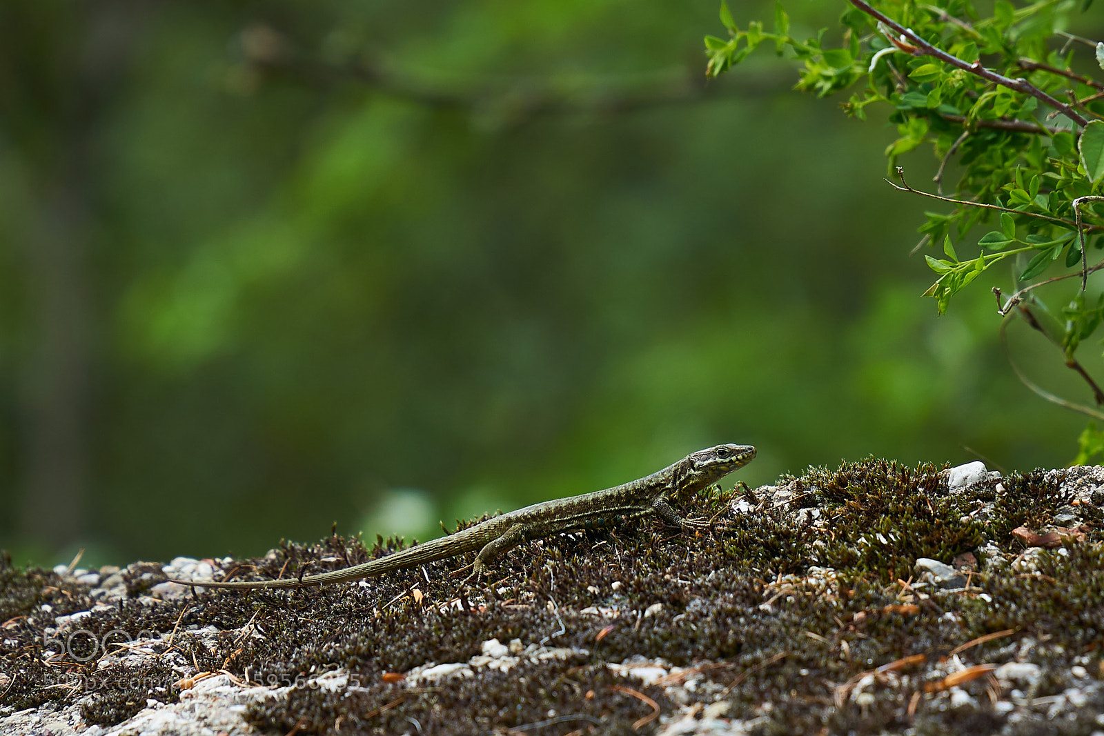 Sony a6000 sample photo. Aufstieg monte baldo photography
