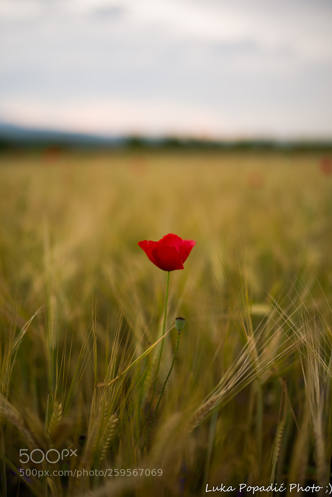 Pentax K-1 sample photo. Poppy photography