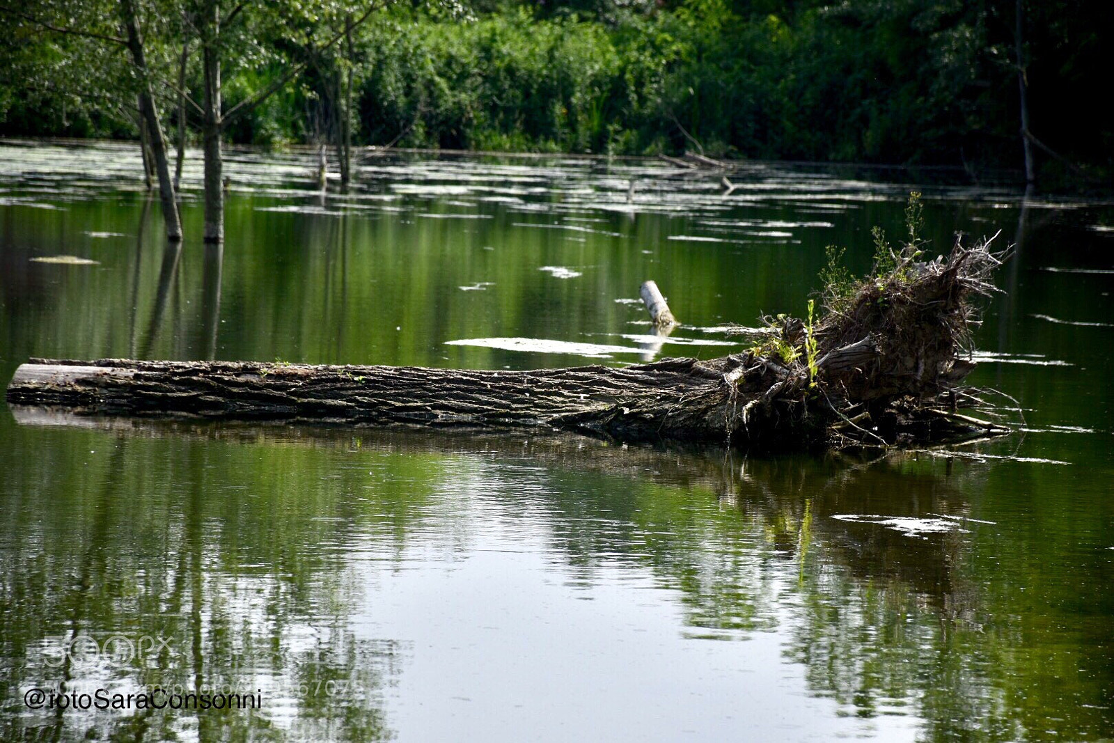 Nikon D7200 sample photo. Oasi del picchio photography