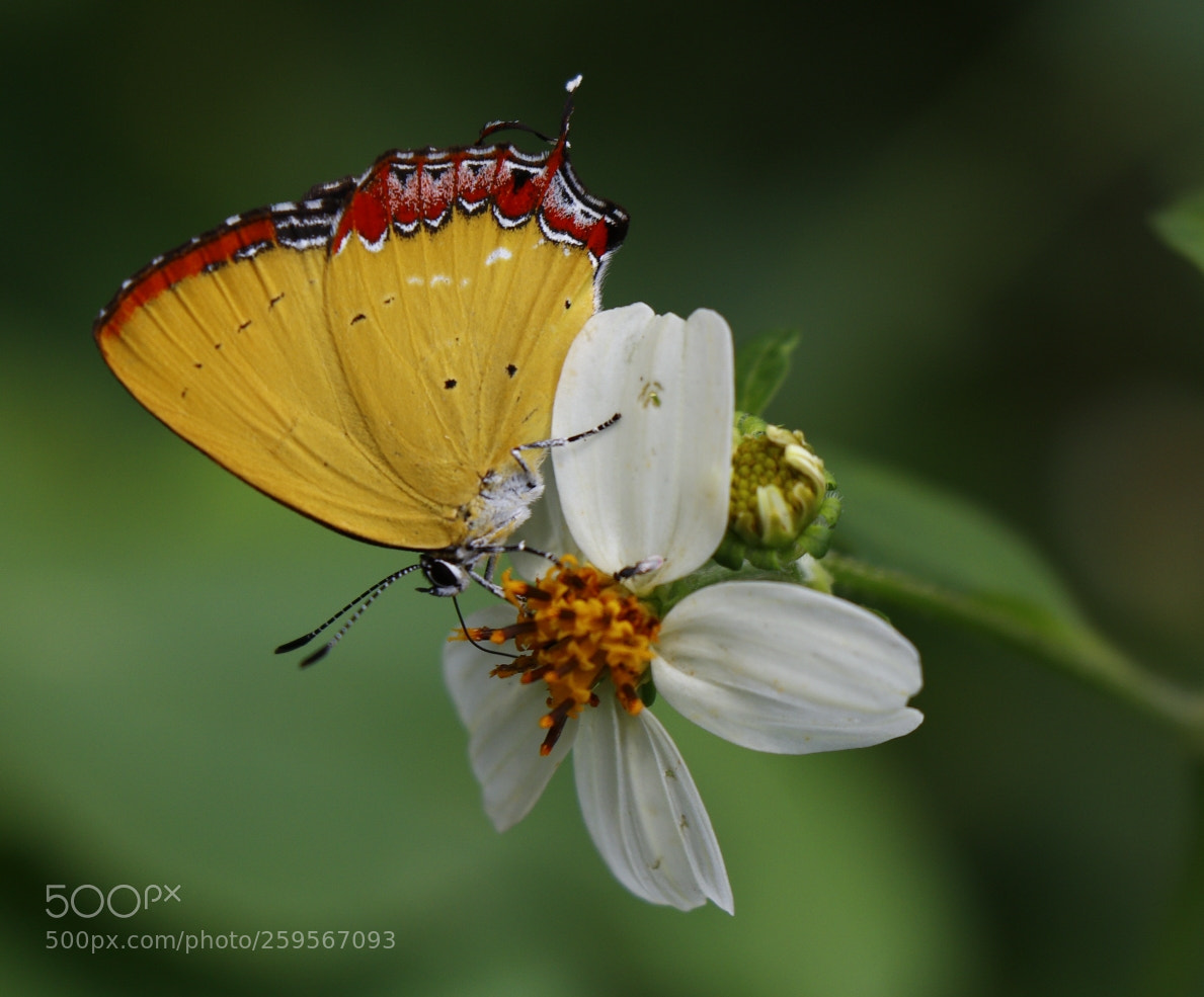 Canon EOS 80D sample photo. Untitled photography