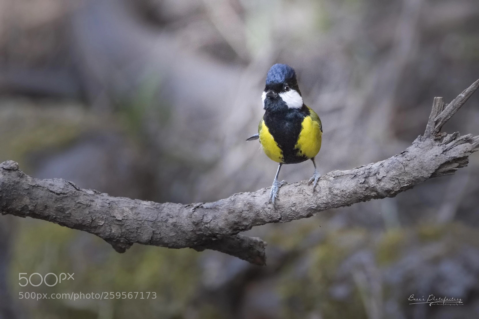 Nikon D810 sample photo. Green backed tit photography