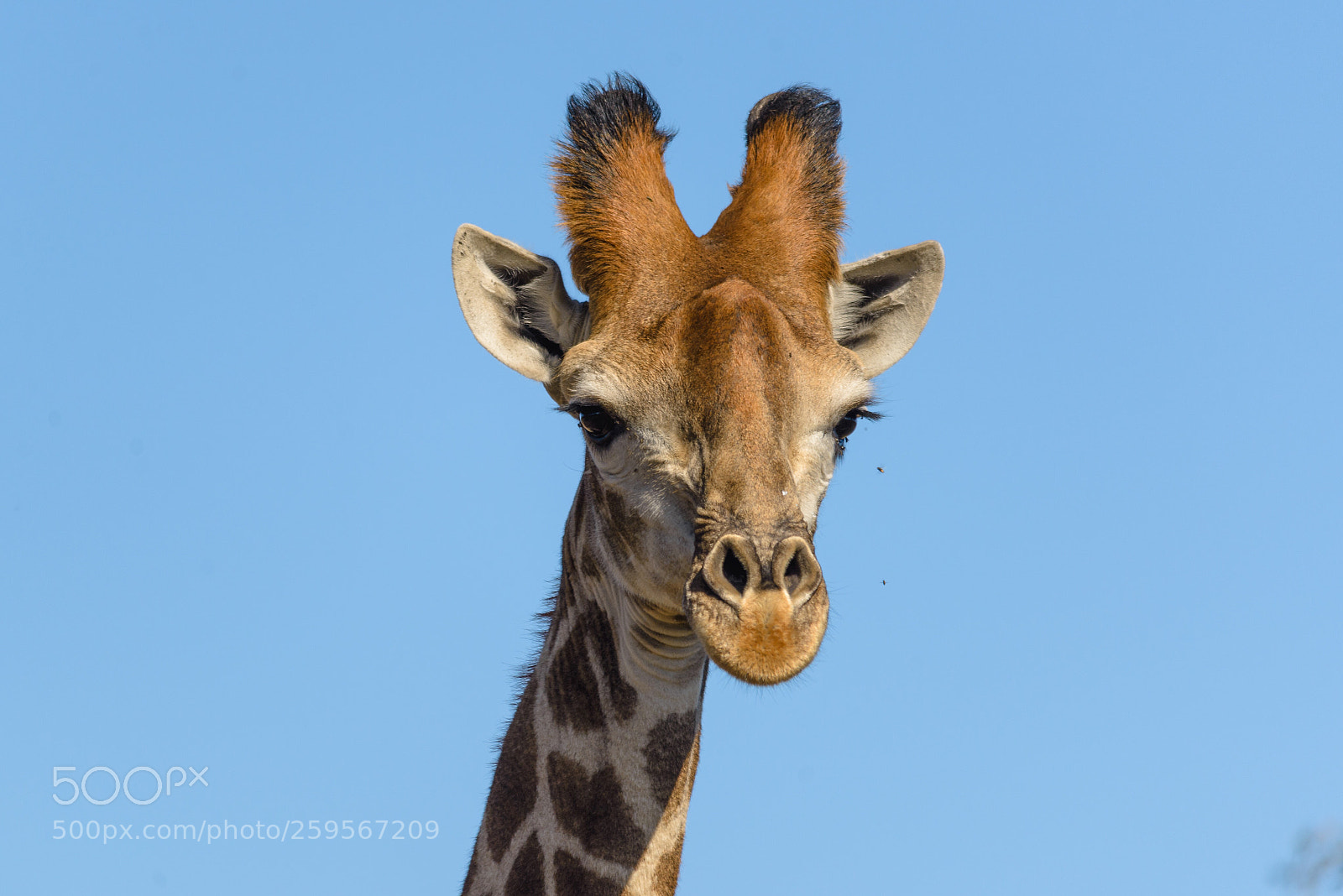 Nikon D610 sample photo. Giraffe photography