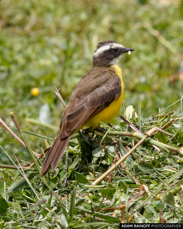 Canon EOS 70D sample photo. Rusty margined flycatcher cameguadua photography