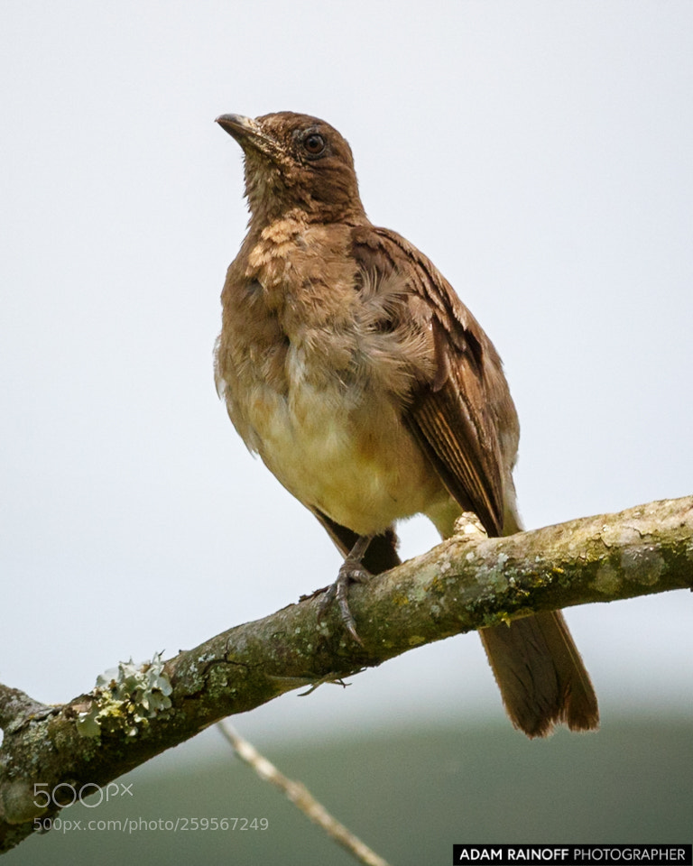 Canon EOS 70D sample photo. Black billed thrush cameguadua photography