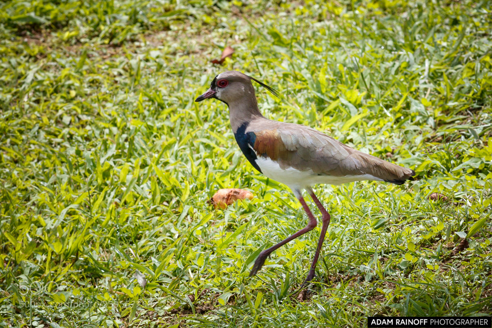 Canon EOS 70D sample photo. Southern lapwing cameguadua chinchina photography