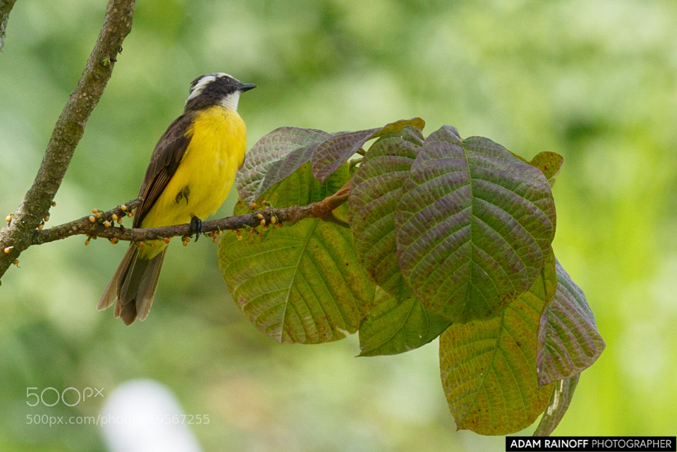 Canon EOS 70D sample photo. Rusty margined flycatcher cameguadua photography