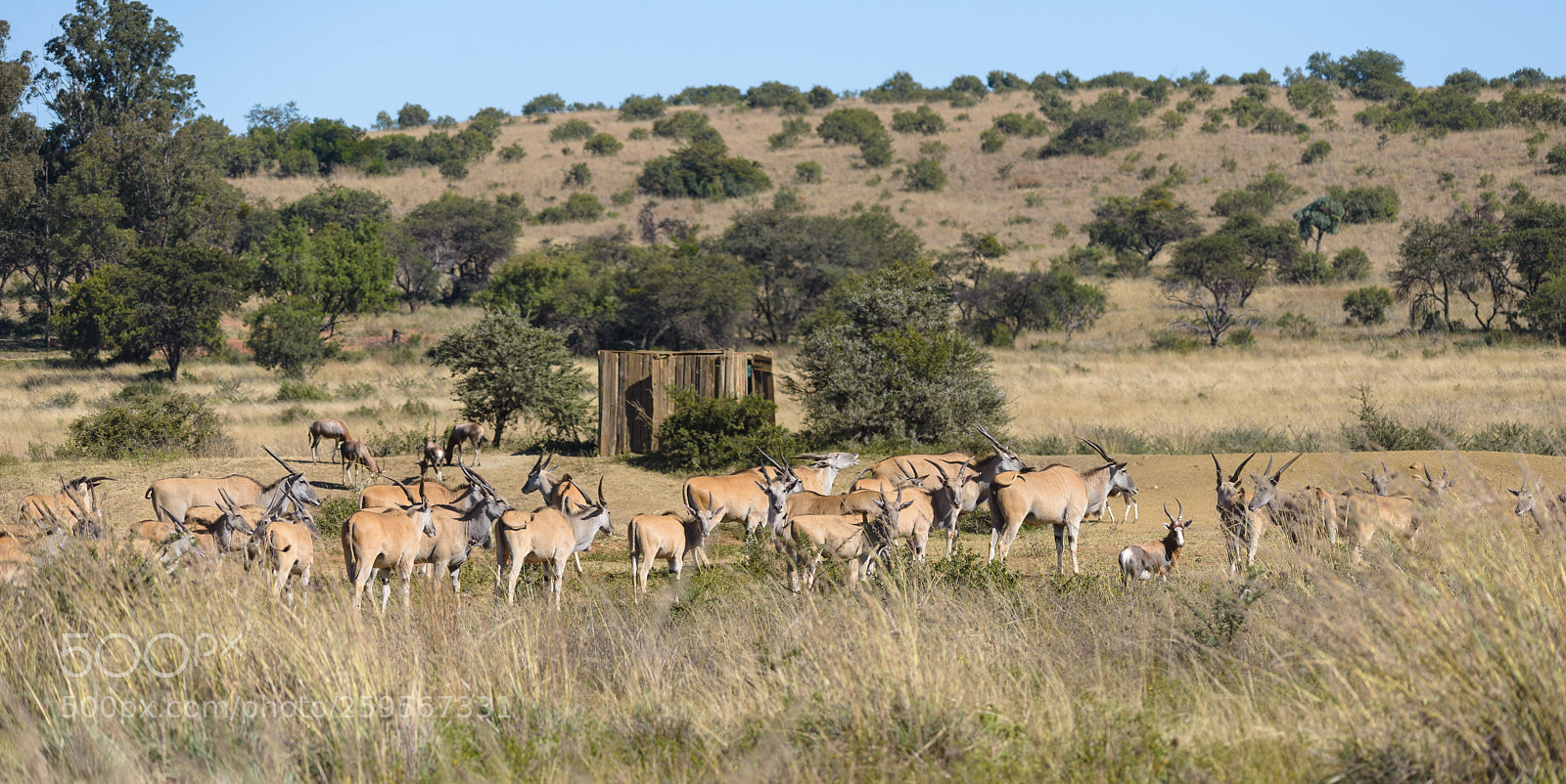 Nikon D610 sample photo. Herd of eland photography