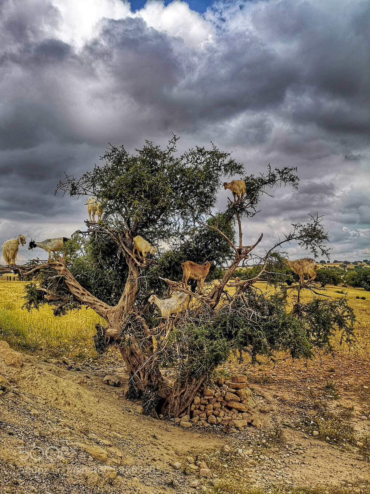 HUAWEI CLT-L29 sample photo. Goats n a tree photography