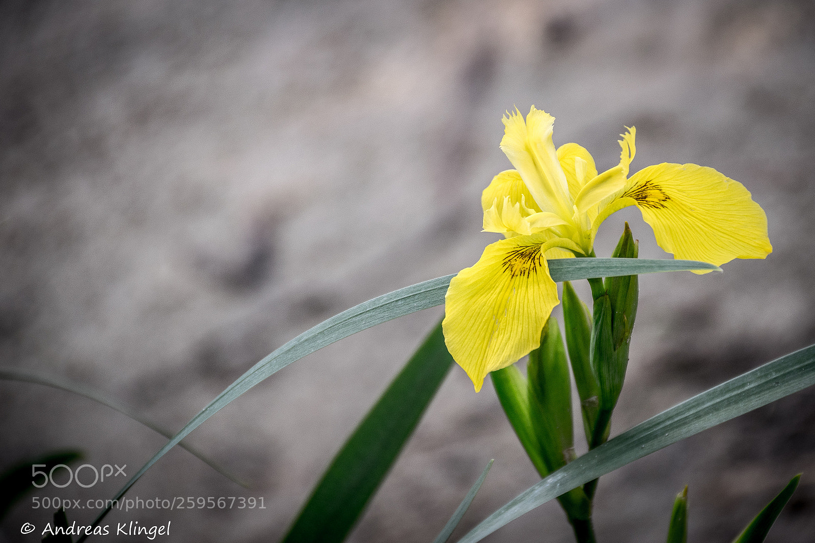 Nikon D5300 sample photo. Flower photography