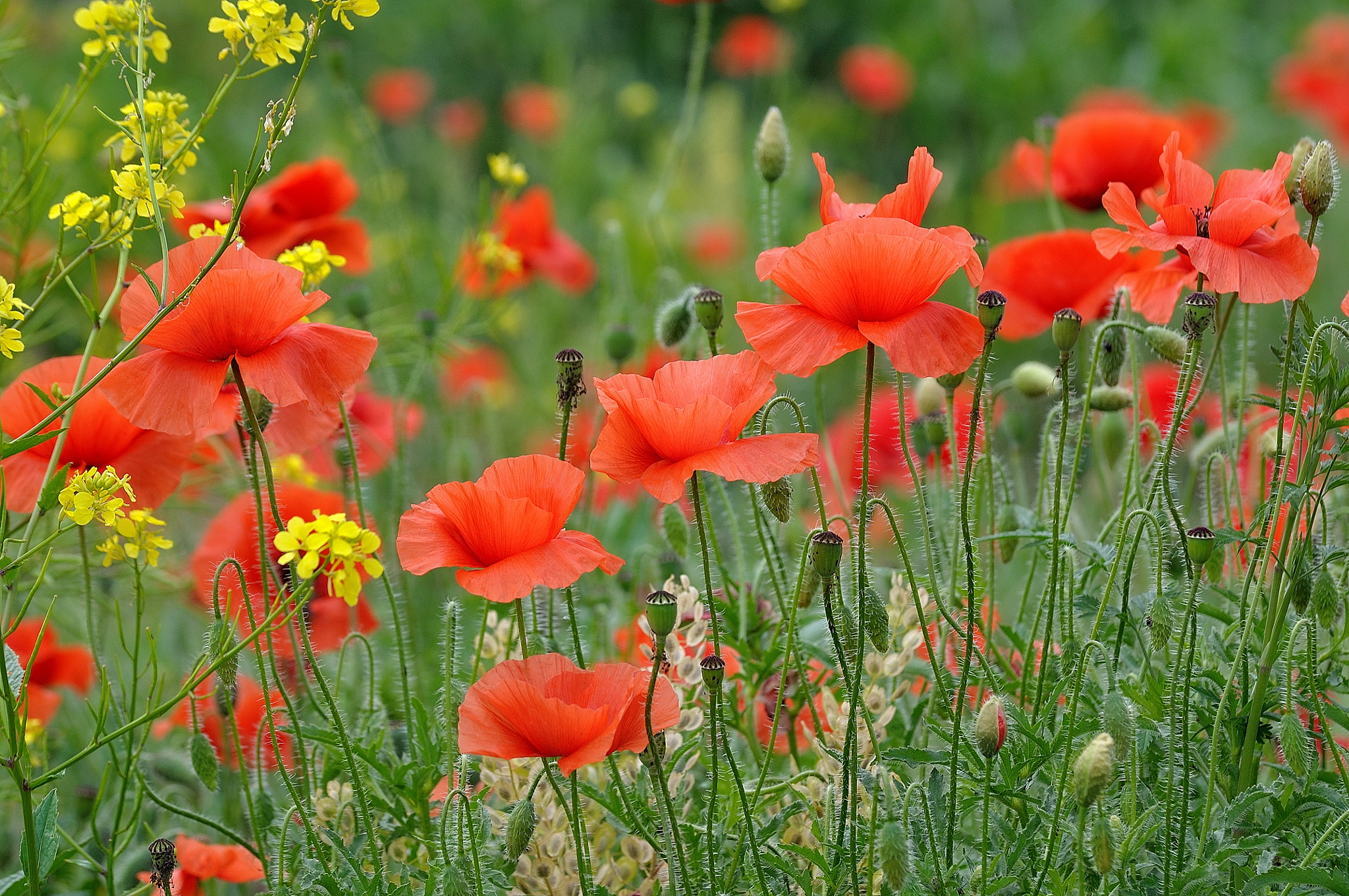 Nikon D5000 sample photo. Poppies photography