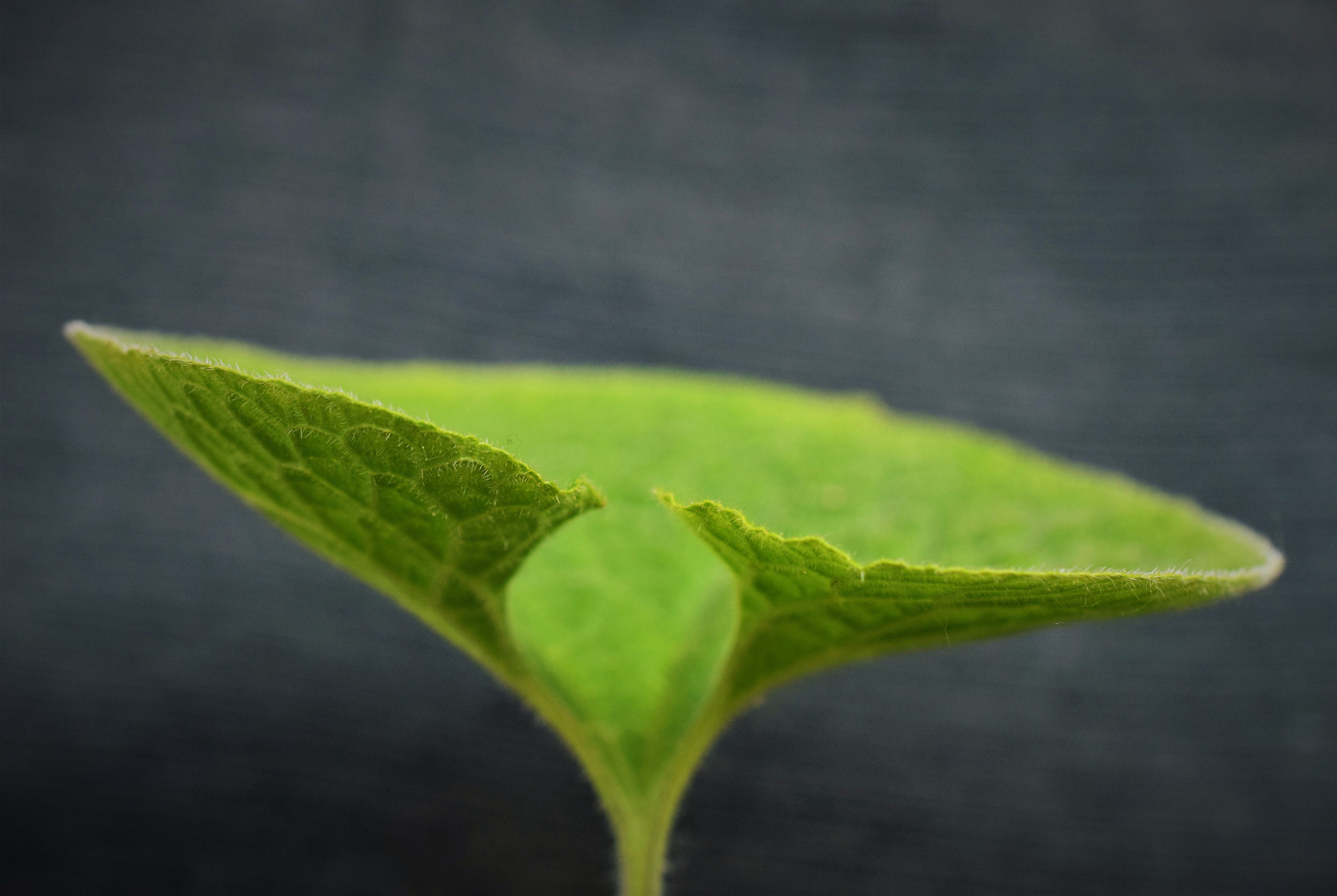 Nikon AF-S DX Micro Nikkor 40mm F2.8 sample photo. Elegant leaf photography