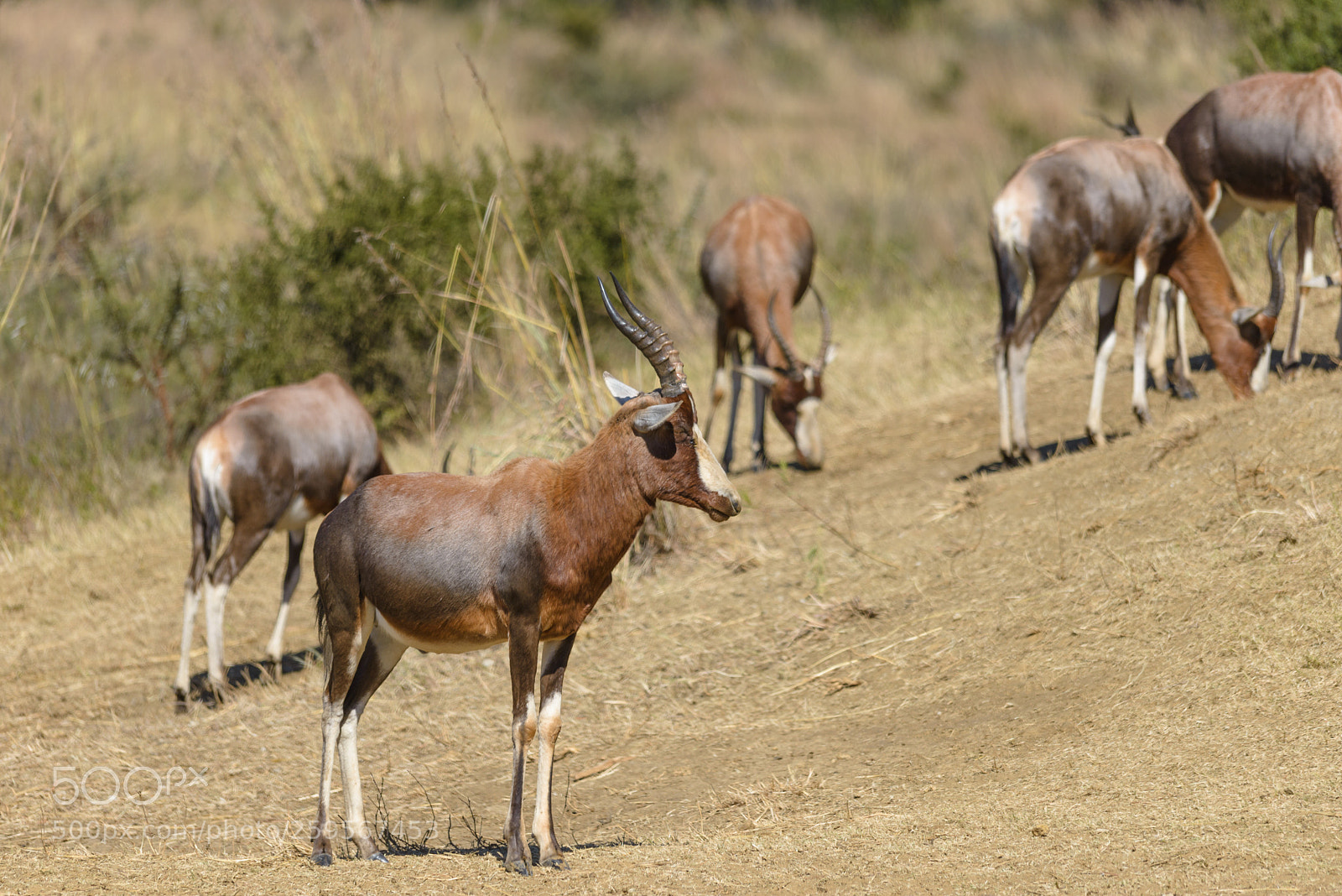 Nikon D610 sample photo. Blesbok ram photography