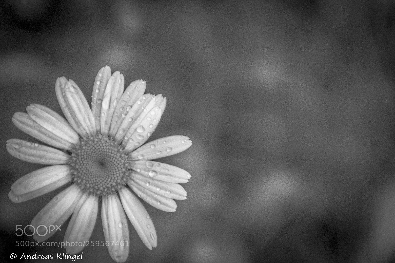 Nikon D5300 sample photo. Flower photography