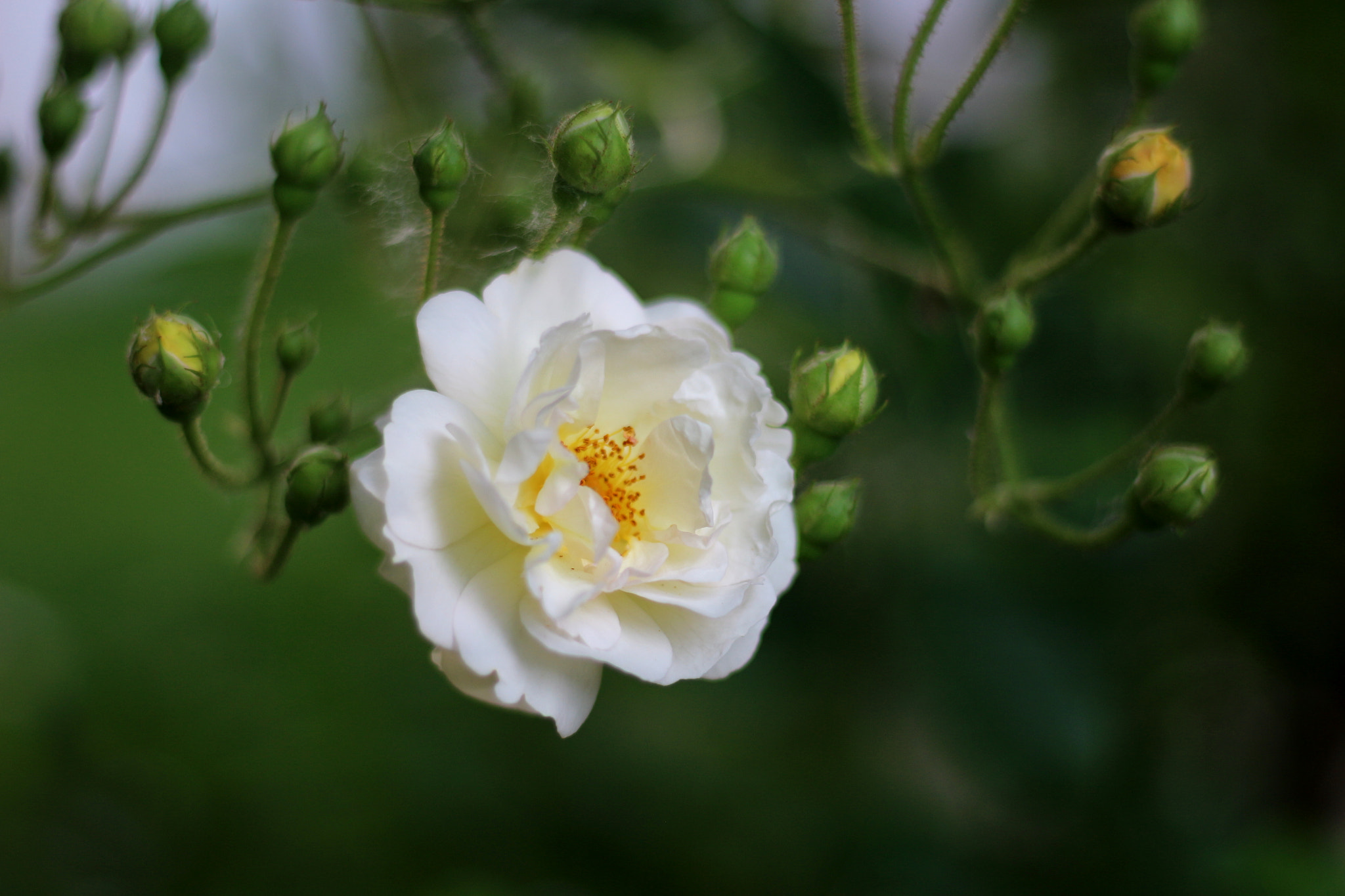 Canon EOS 100D (EOS Rebel SL1 / EOS Kiss X7) + Canon EF 50mm F1.8 STM sample photo. Withe blossom (rosacea) photography