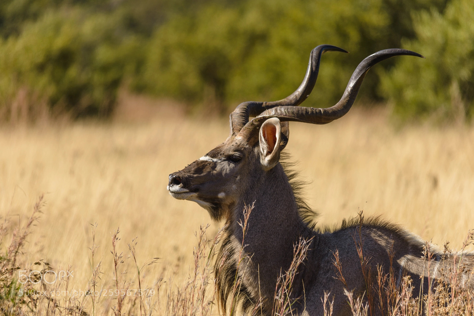 Nikon D610 sample photo. Kudu bull photography