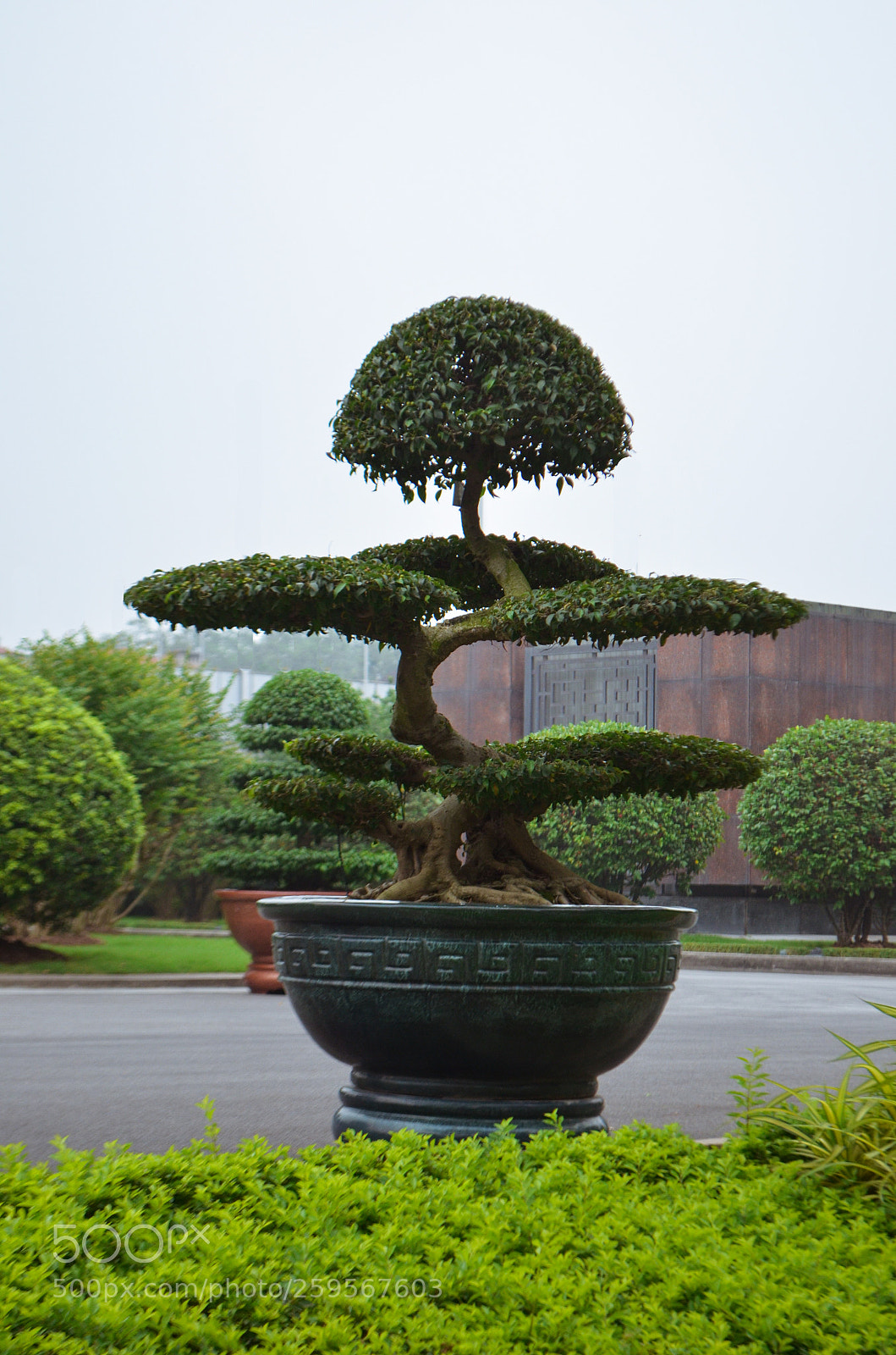 Nikon D5100 sample photo. Tree sculpture photography