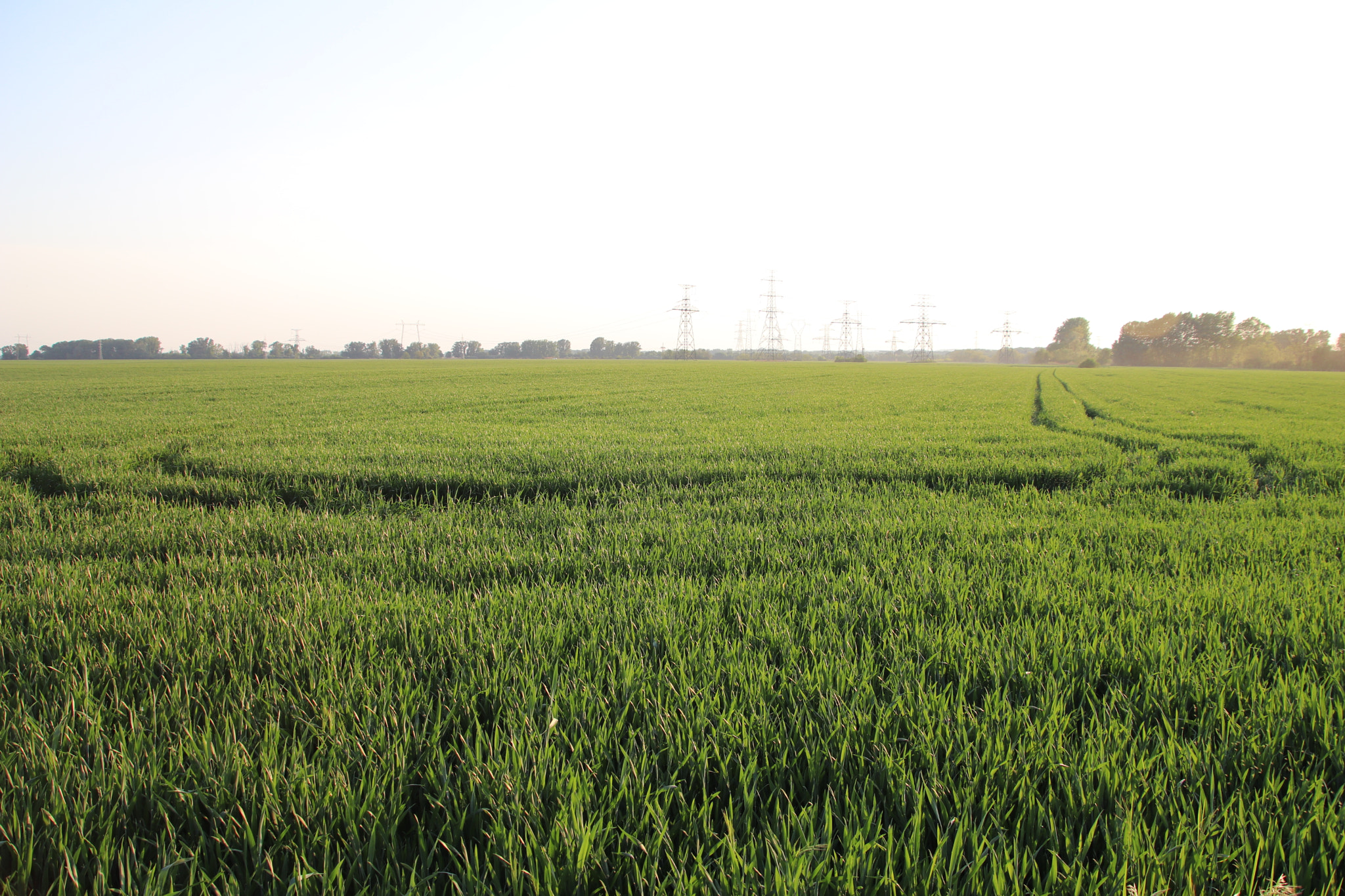 Canon EOS 800D (EOS Rebel T7i / EOS Kiss X9i) + Canon TS-E 90mm F2.8 Tilt-Shift sample photo. Grass field photography