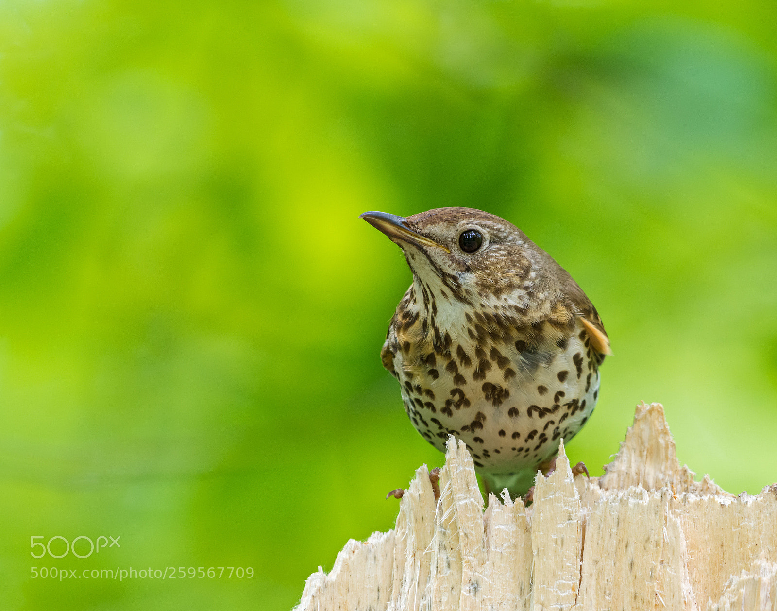 Nikon D7200 sample photo. Fieldfare photography