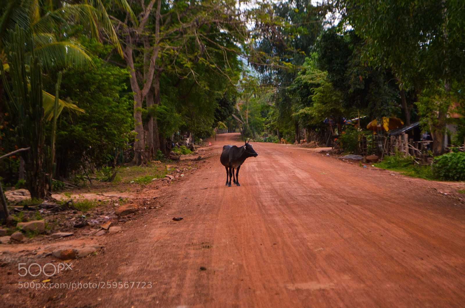 Nikon D5100 sample photo. Village road photography