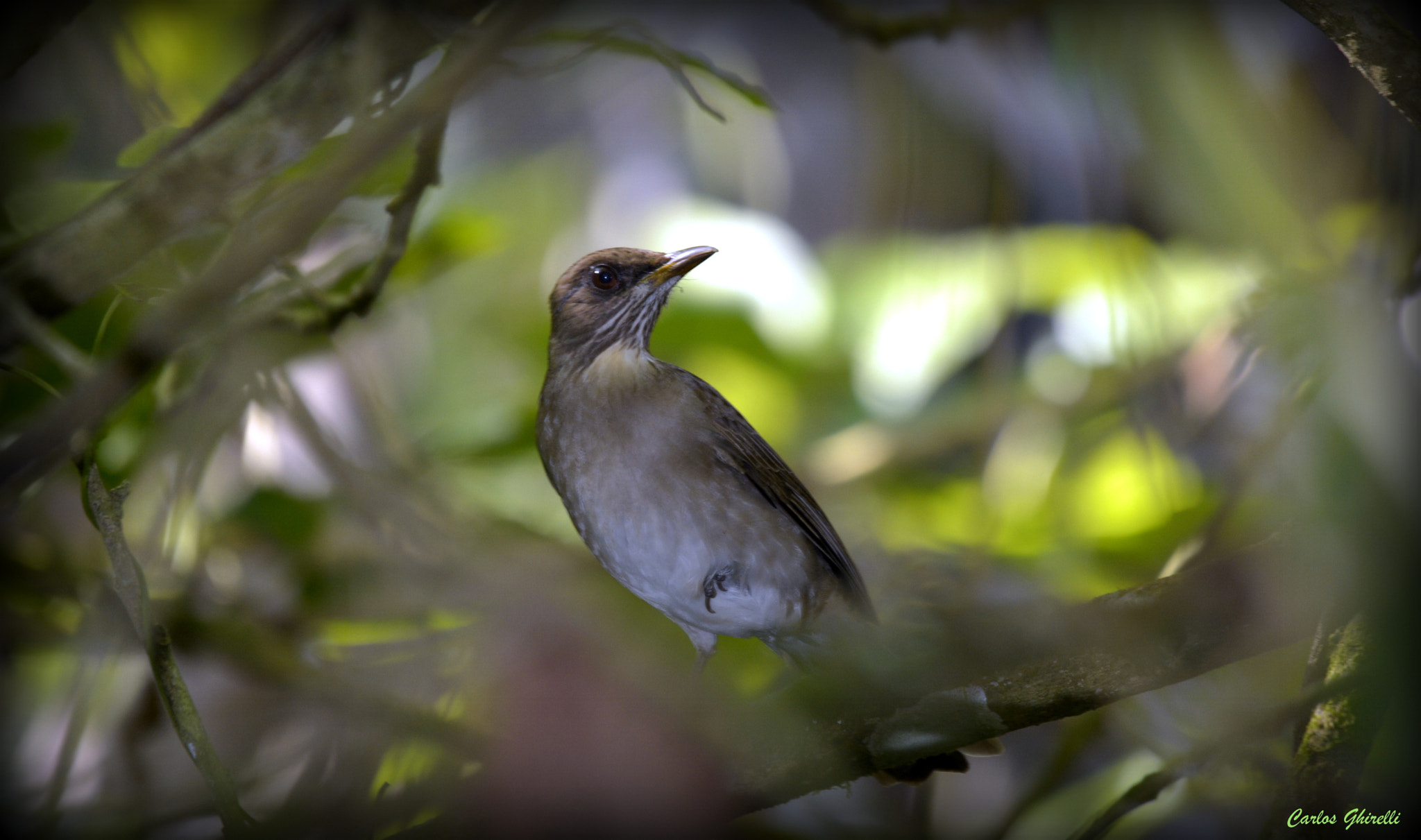 Nikon D5200 + Sigma 120-400mm F4.5-5.6 DG OS HSM sample photo. Birds of brazil- sabiá poca (turdus amaurochalinus), creamy-bellied thrush. photography