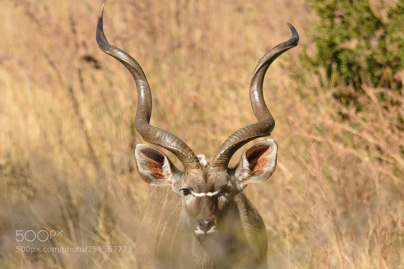 Nikon D610 sample photo. African grey ghost kudu photography