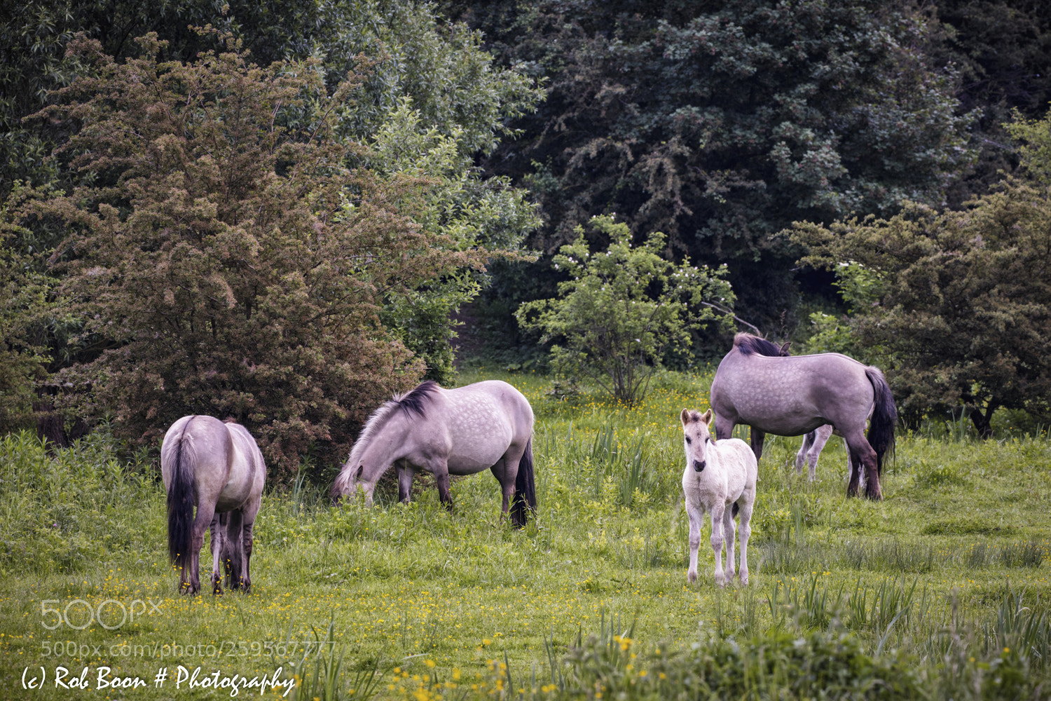 Canon EOS 5DS sample photo. Juvenile konik horse @ eijsder-beemden 2 photography