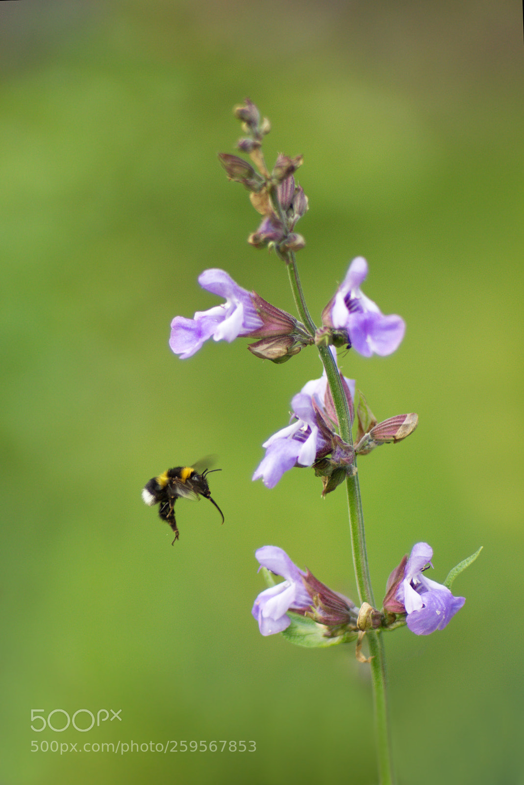 Canon EOS 60D sample photo. Bumblebee photography