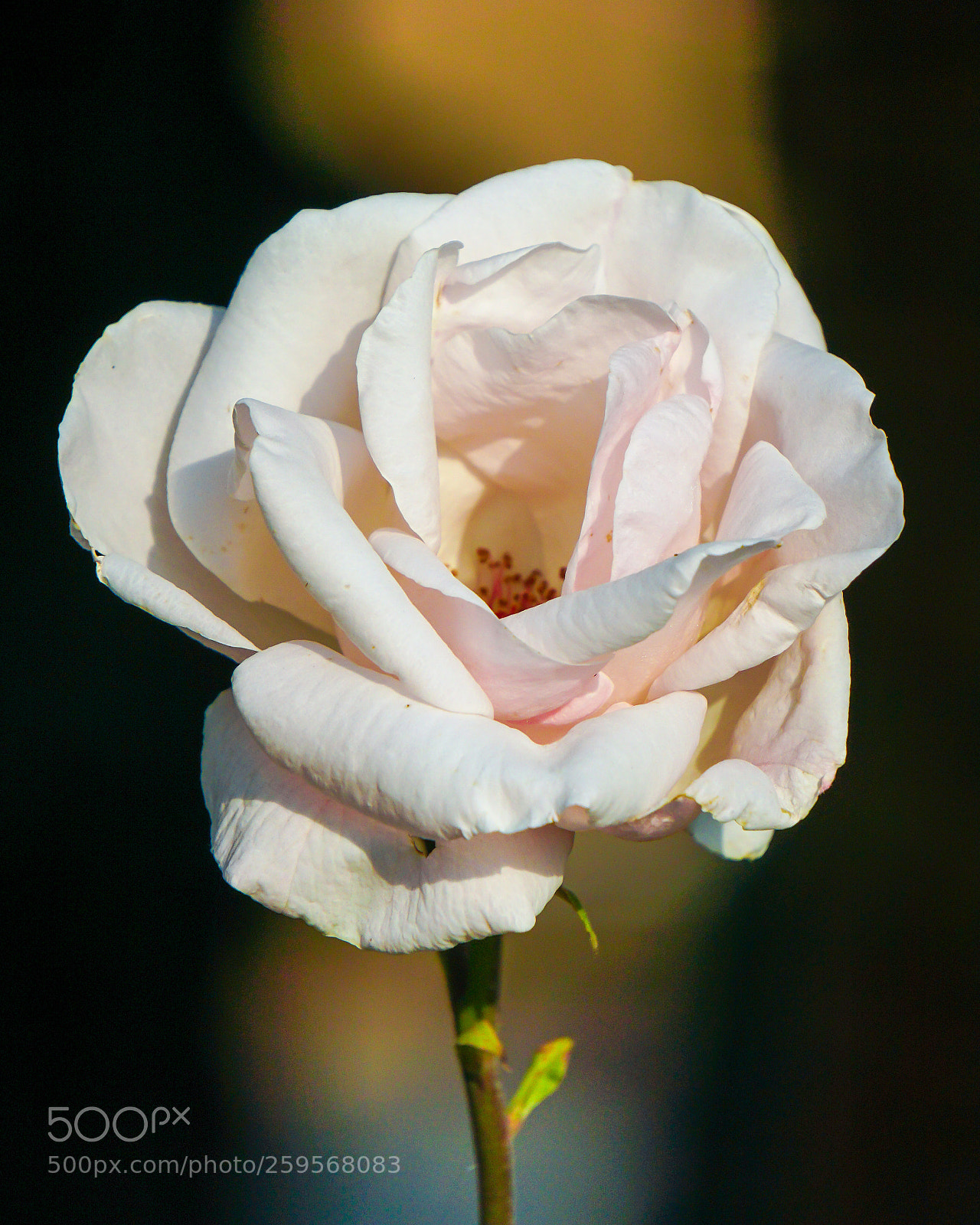 Sony a6000 sample photo. Dsc photography