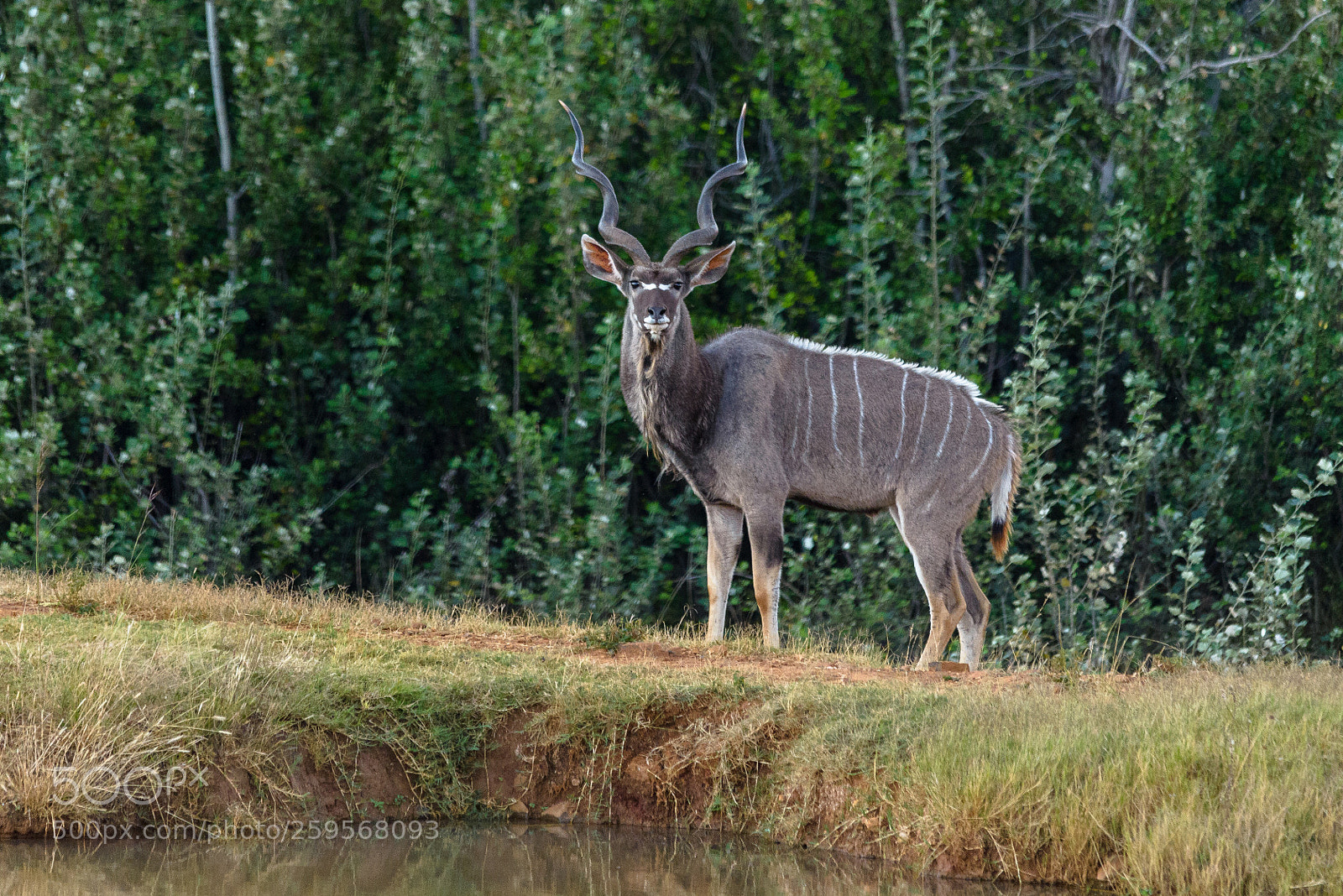 Nikon D610 sample photo. Proud nyala bull photography