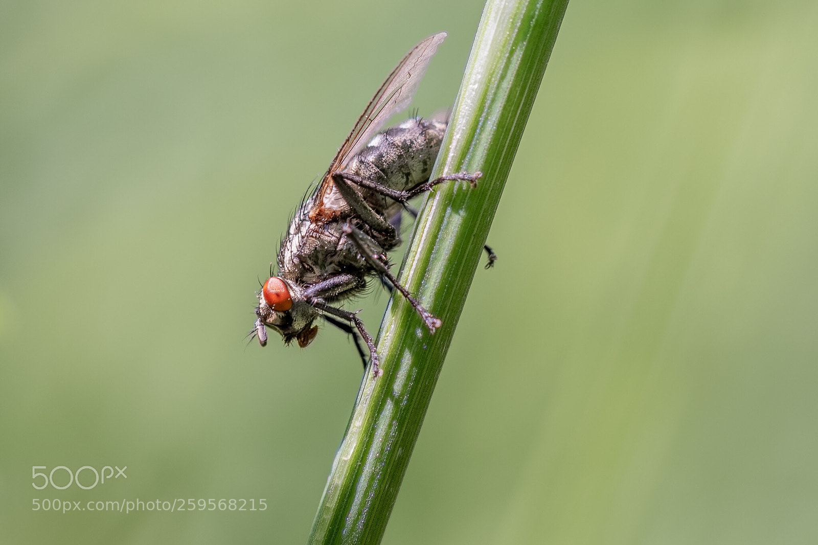 Canon EOS 7D Mark II sample photo. Fly photography