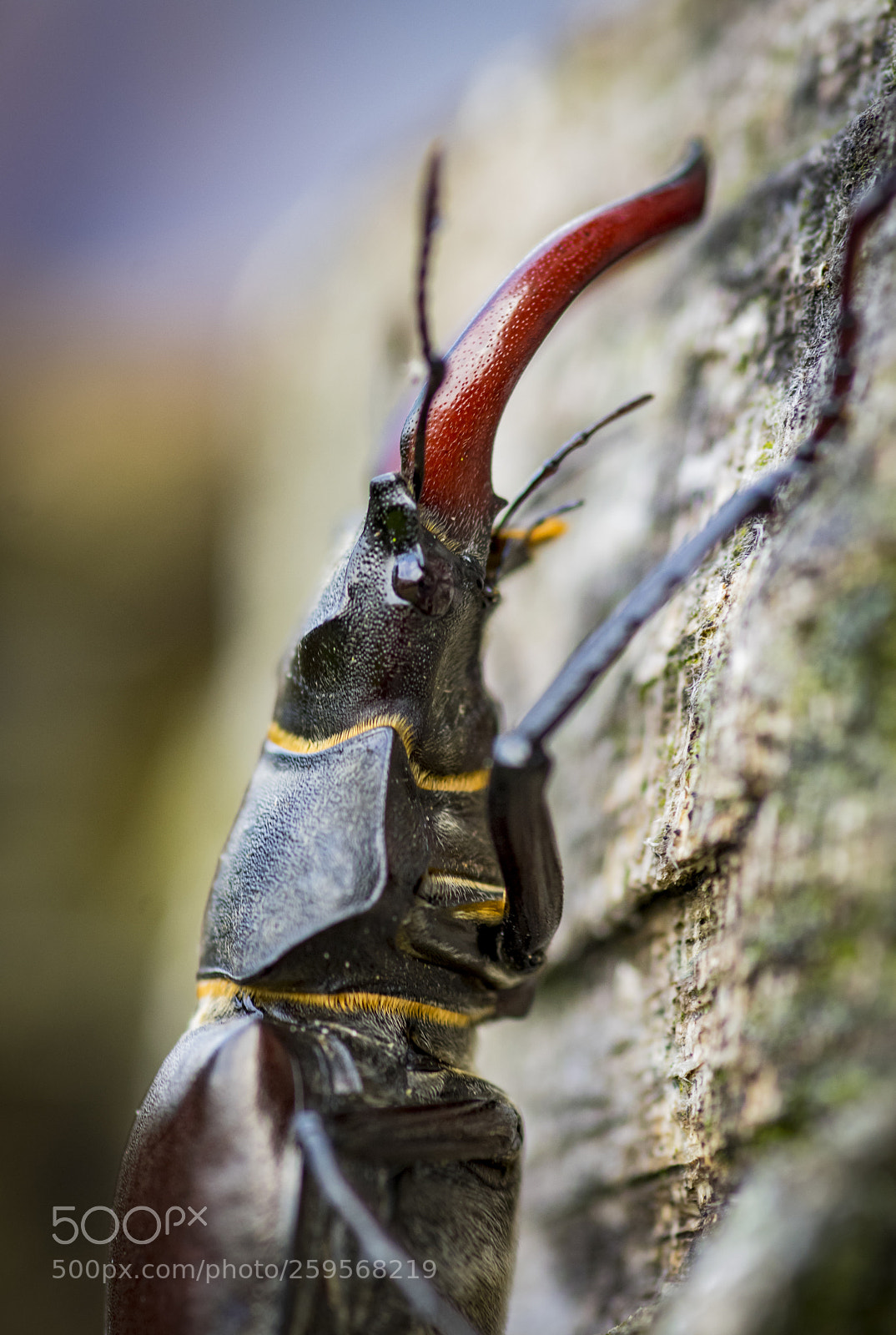 Pentax K-3 sample photo. Stag beetle° photography