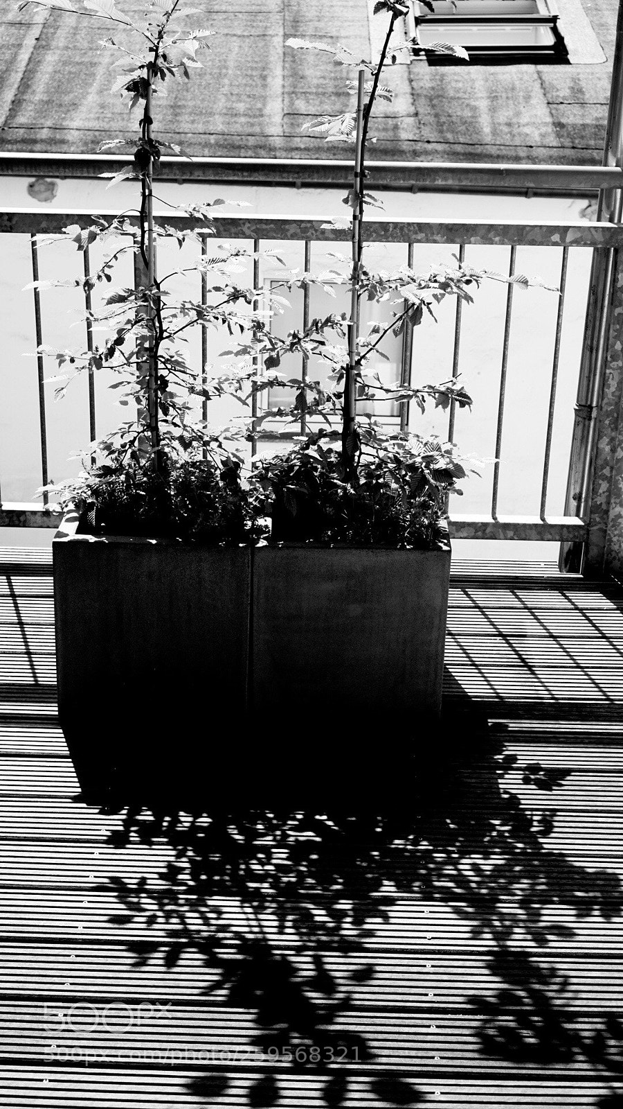 Sony a6000 sample photo. Standing in shadows photography