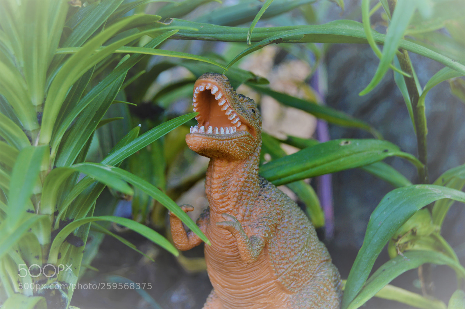 Nikon D3200 sample photo. Mr.rex photography