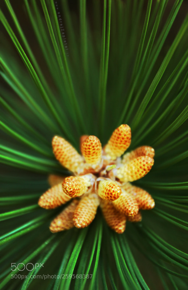 Canon EOS 1100D (EOS Rebel T3 / EOS Kiss X50) sample photo. Little pines photography