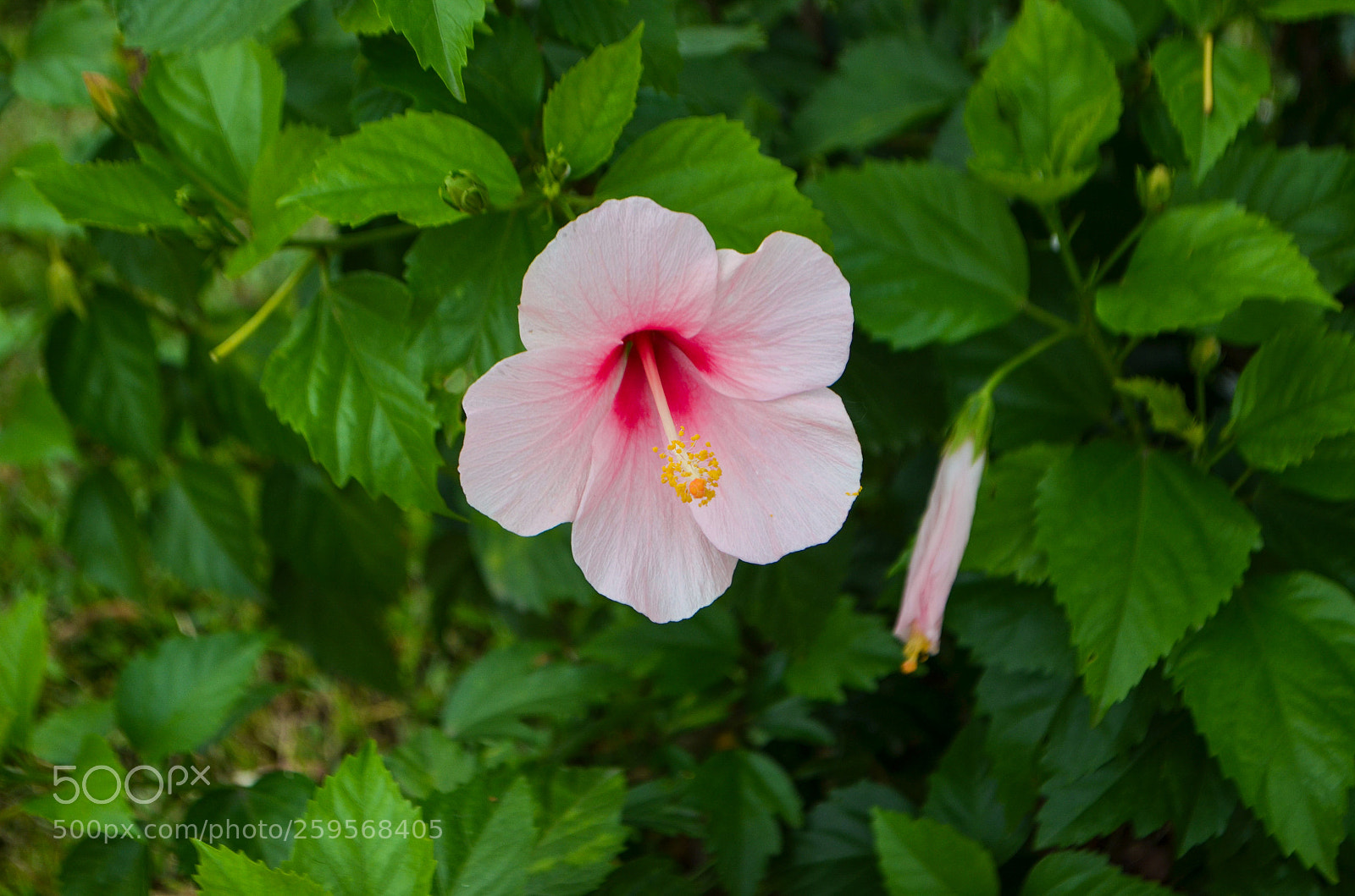 Nikon D5100 sample photo. Untitled photography