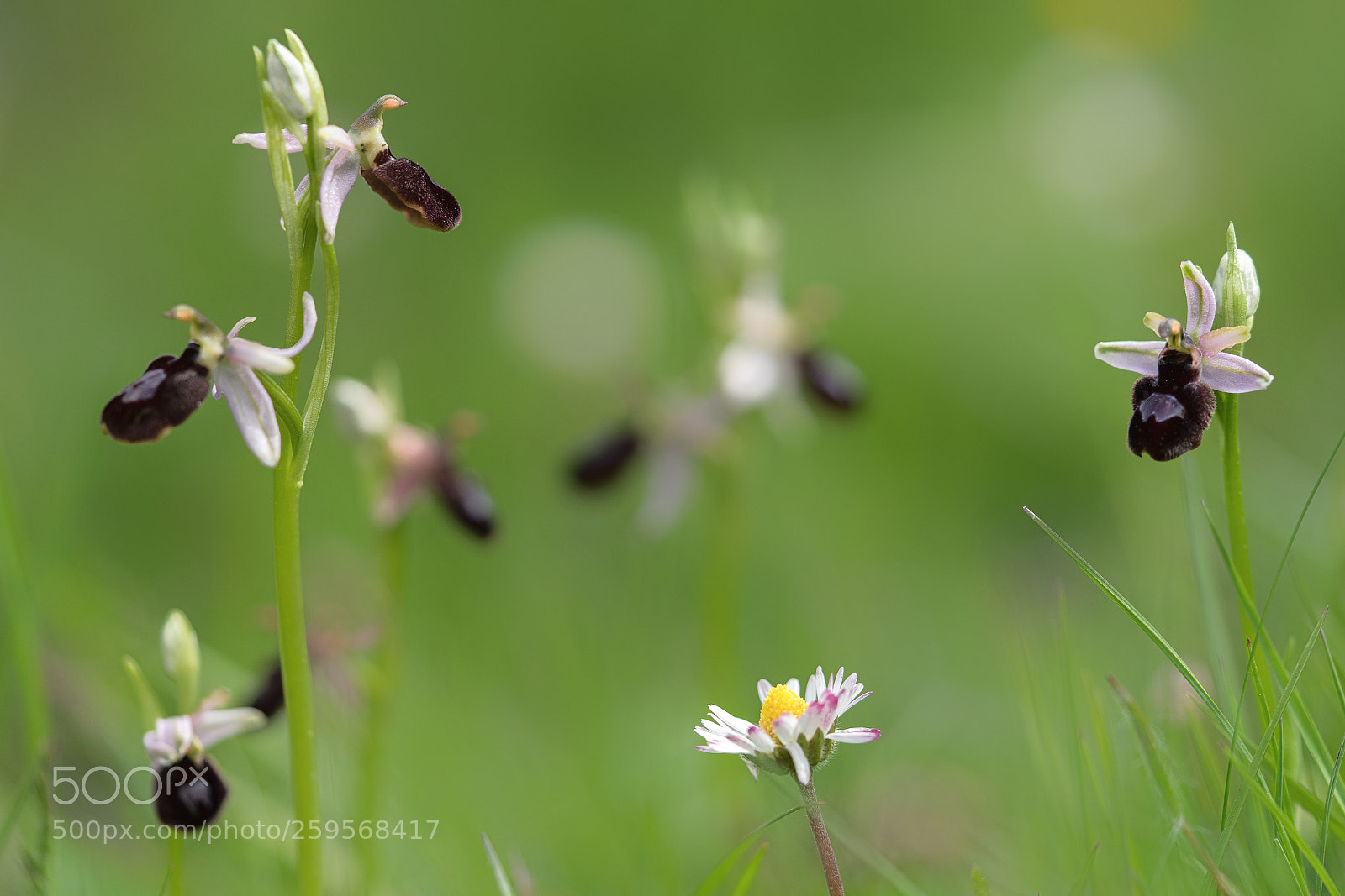 Sony a7 II sample photo. Ophrys catalaunica photography