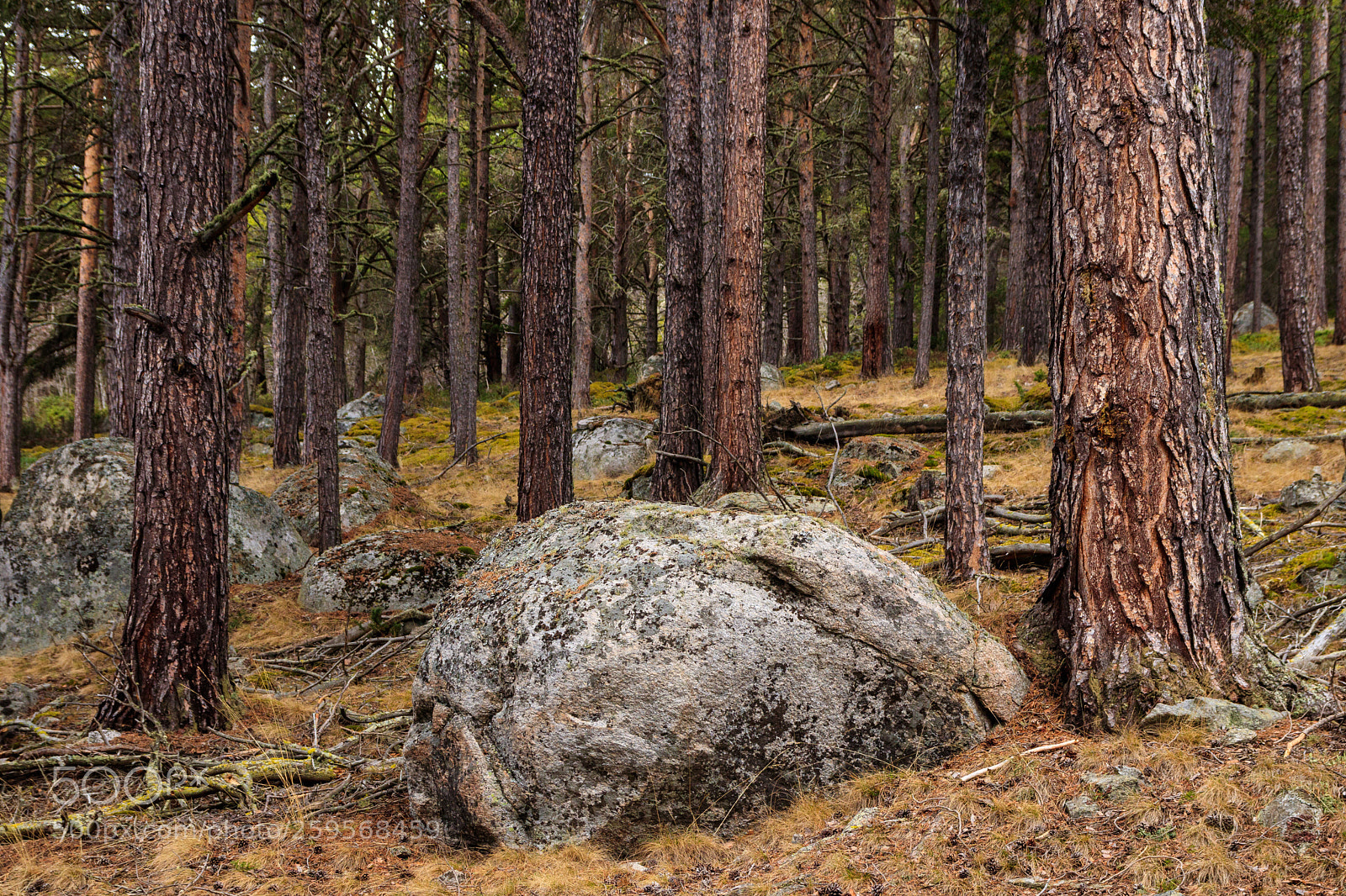 Canon EOS 80D sample photo. A stone in the photography