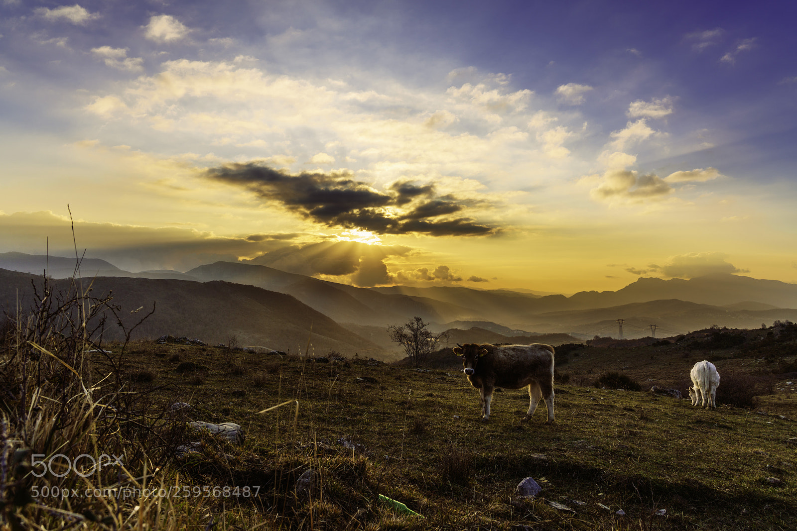Sony a7R III sample photo. Cow in the sun photography