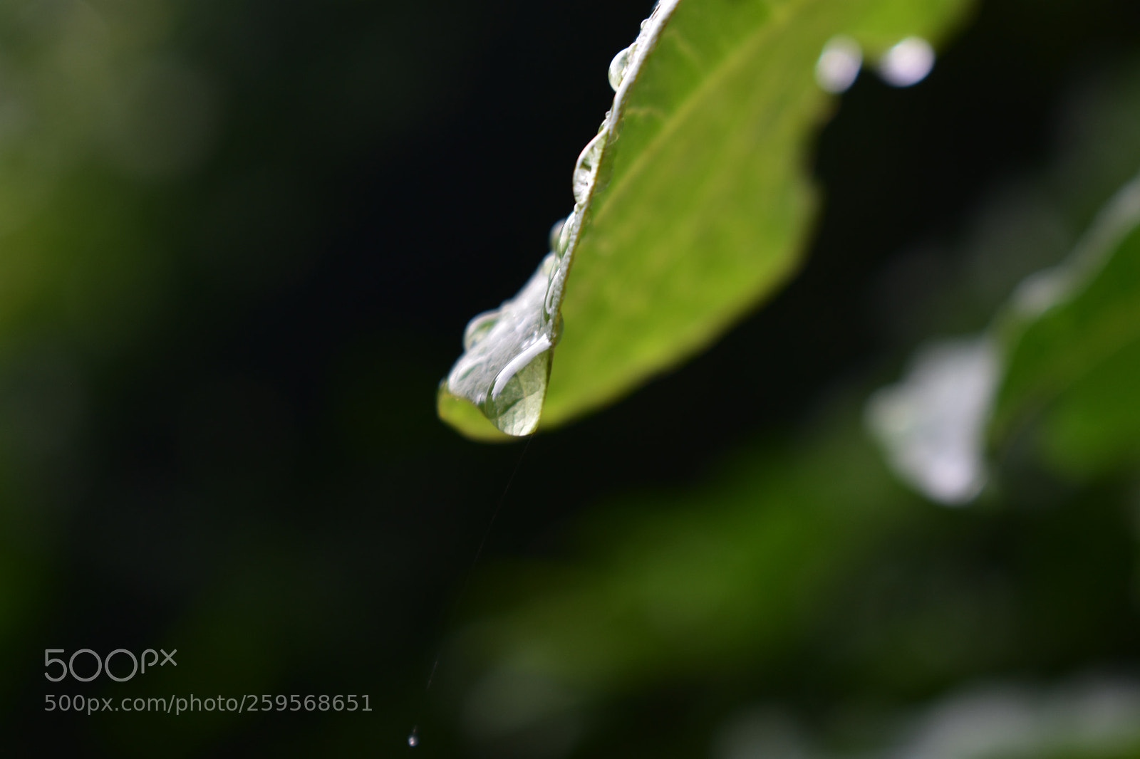 Nikon D3400 sample photo. Droplet on leaf photography