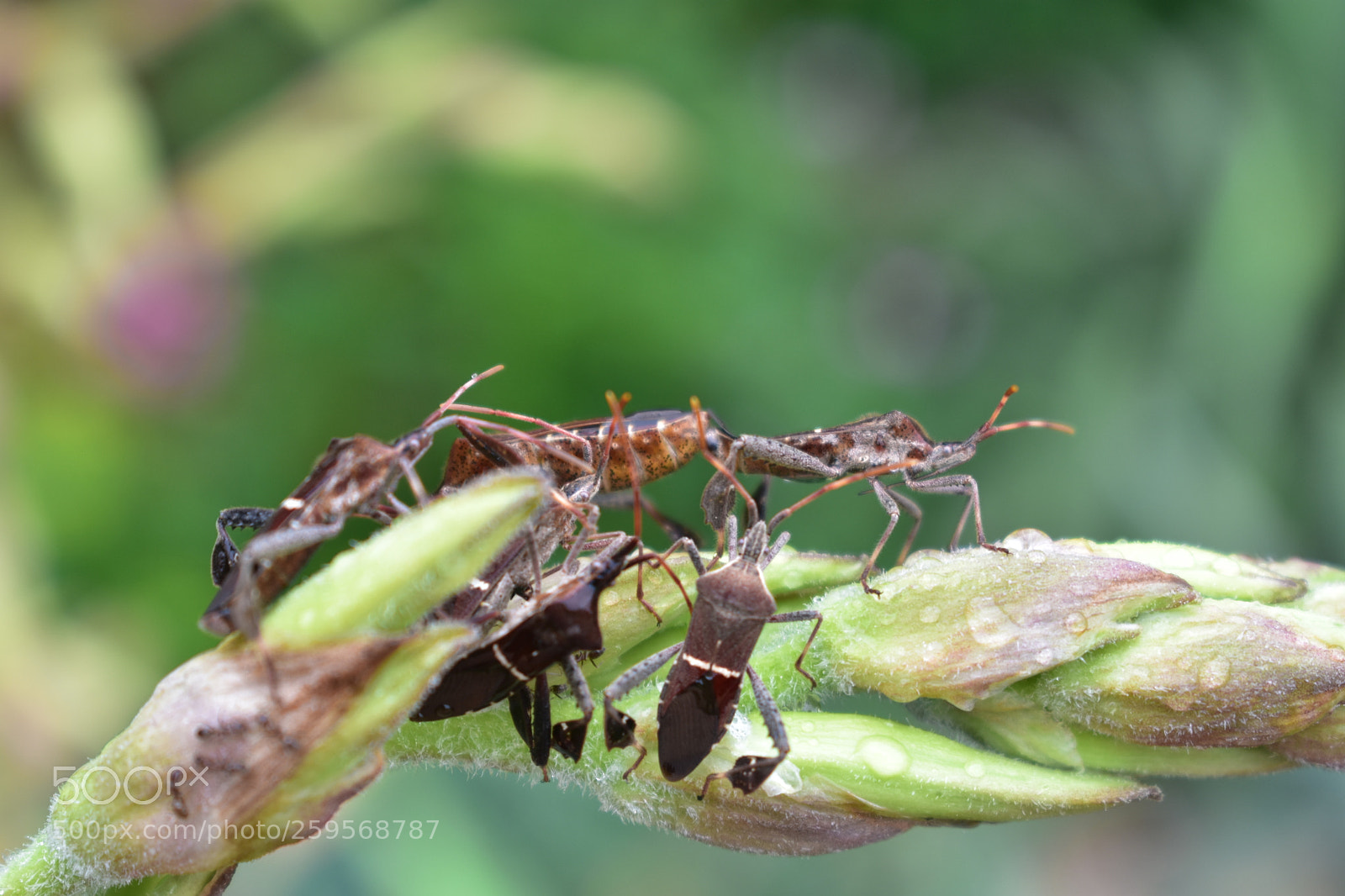 Nikon D3400 sample photo. Bugs unkown photography