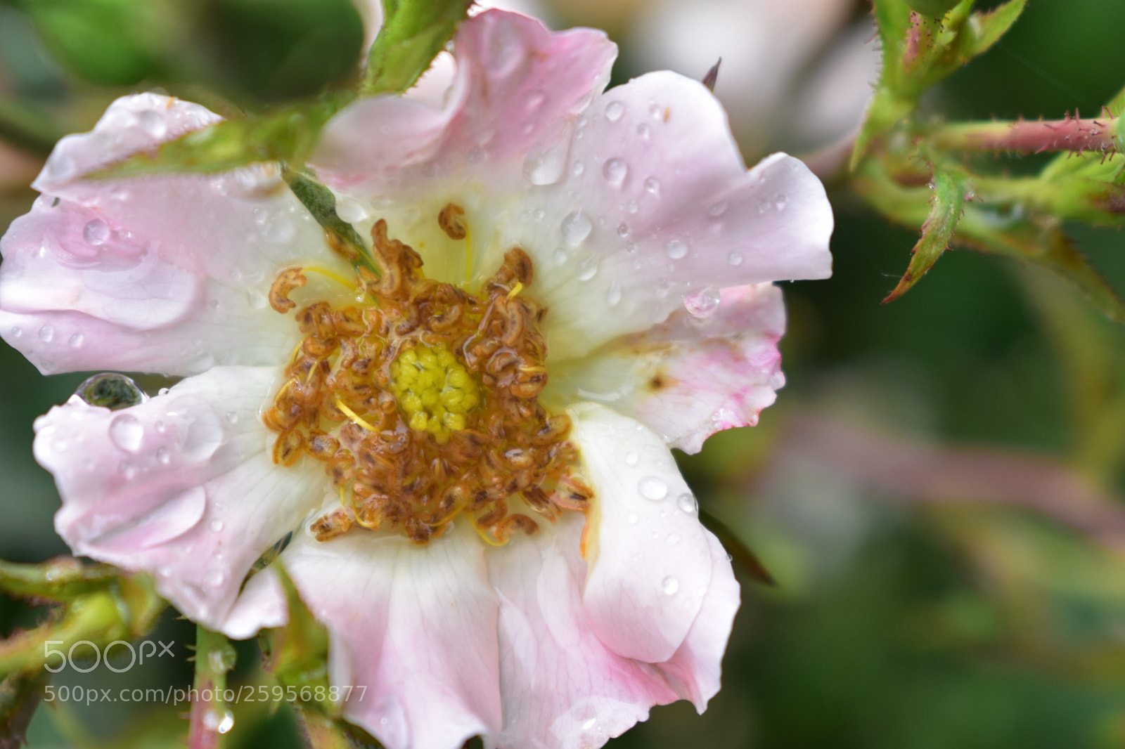 Nikon D3400 sample photo. Dewy flower photography
