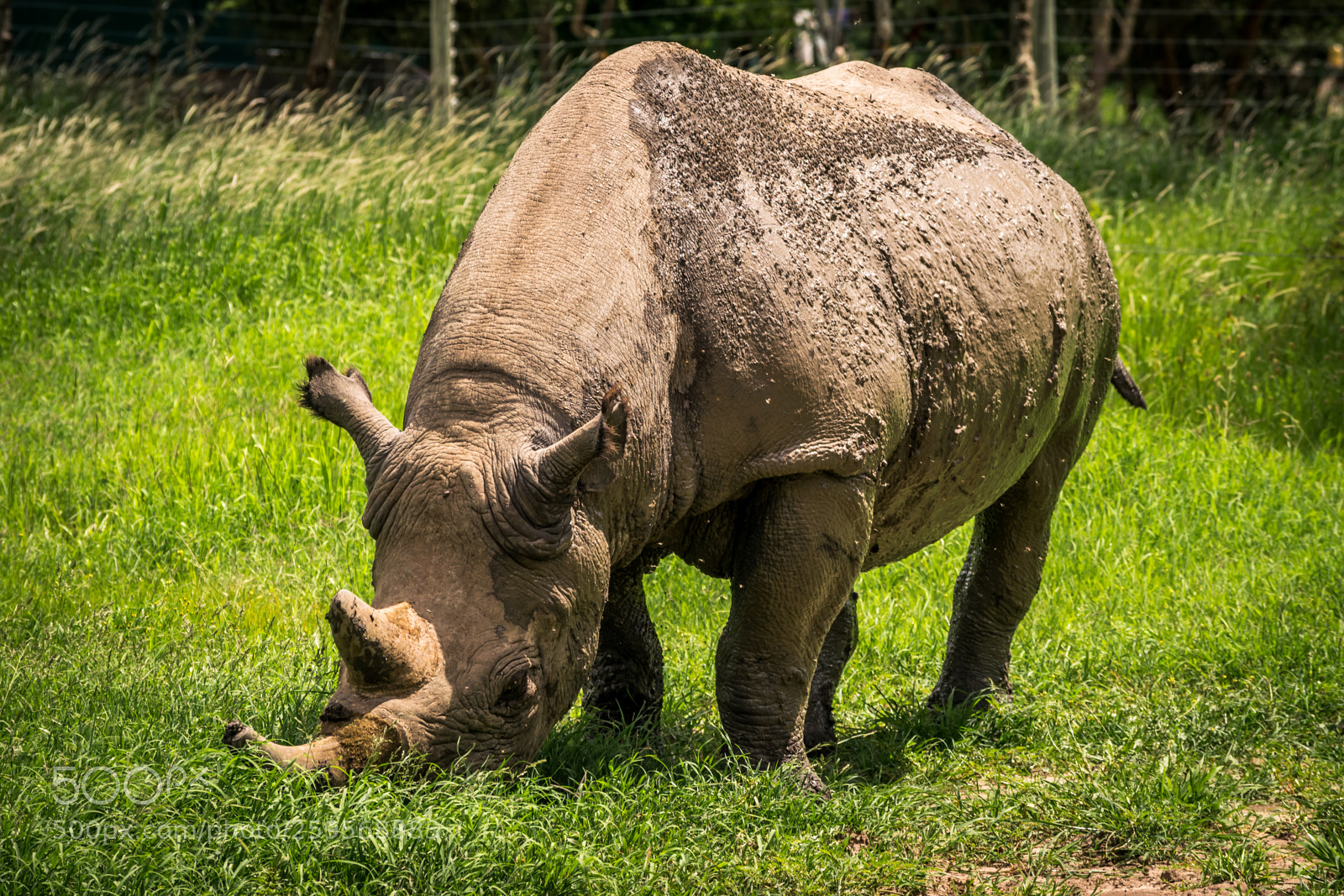 Nikon D5300 sample photo. Black rhino photography