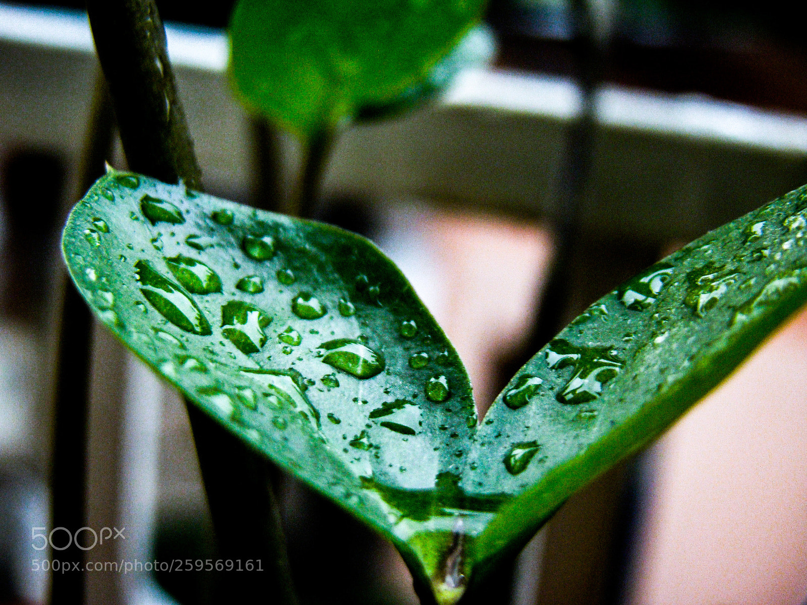 Sony Cyber-shot DSC-H50 sample photo. Untitled photography