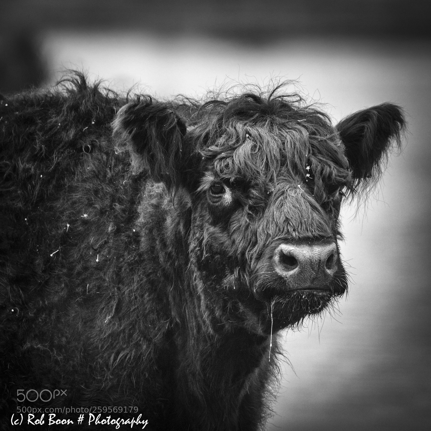 Canon EOS 5DS sample photo. Portrait of a galloway photography