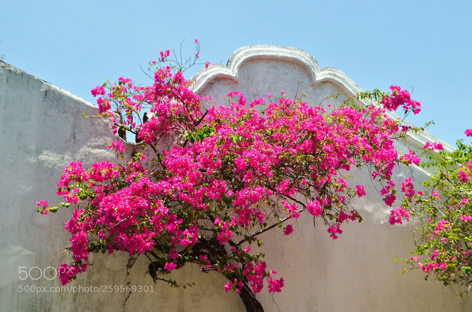 Nikon D5100 sample photo. Untitled photography