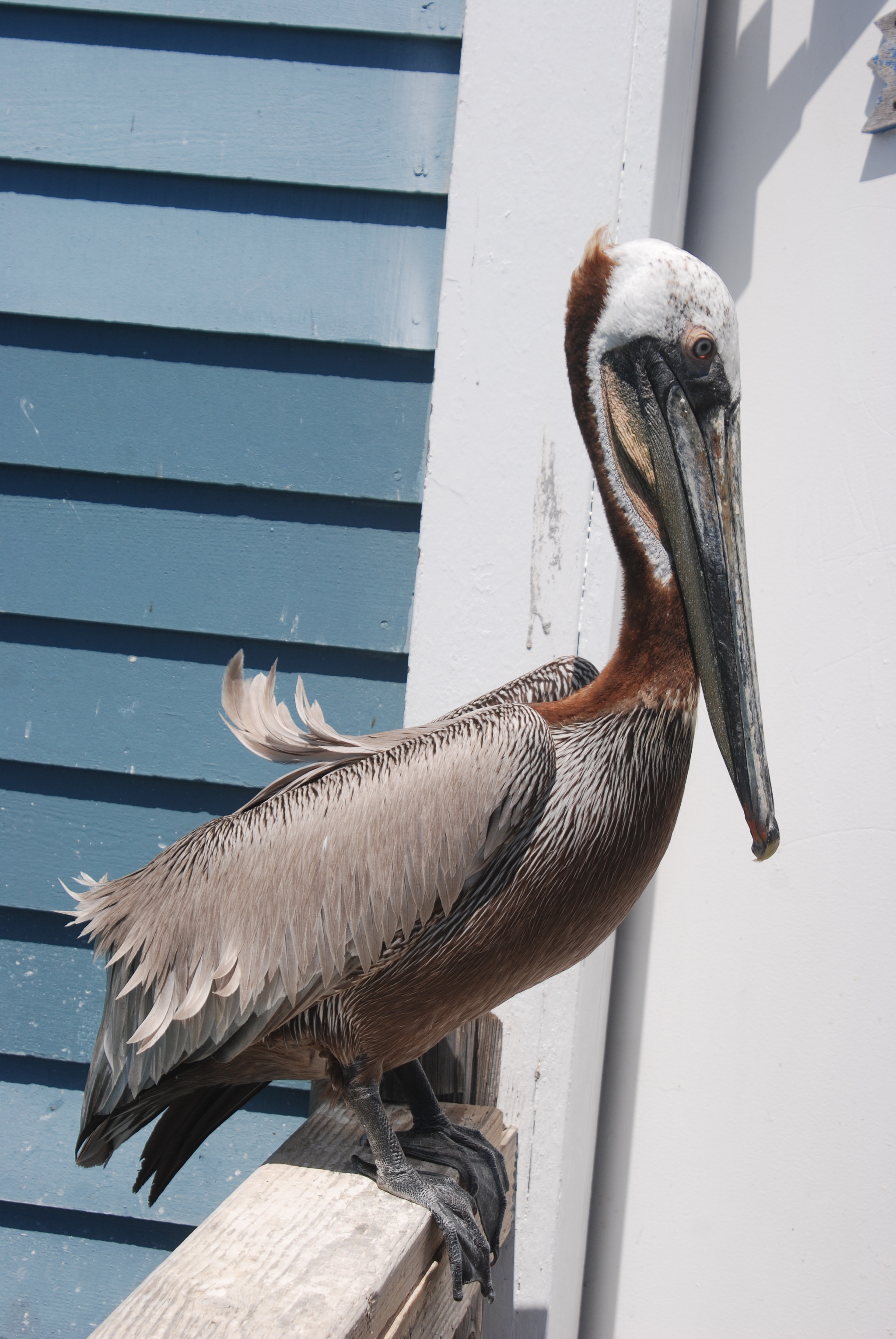 Nikon D80 sample photo. Oceanside pier mascot, 2018 photography