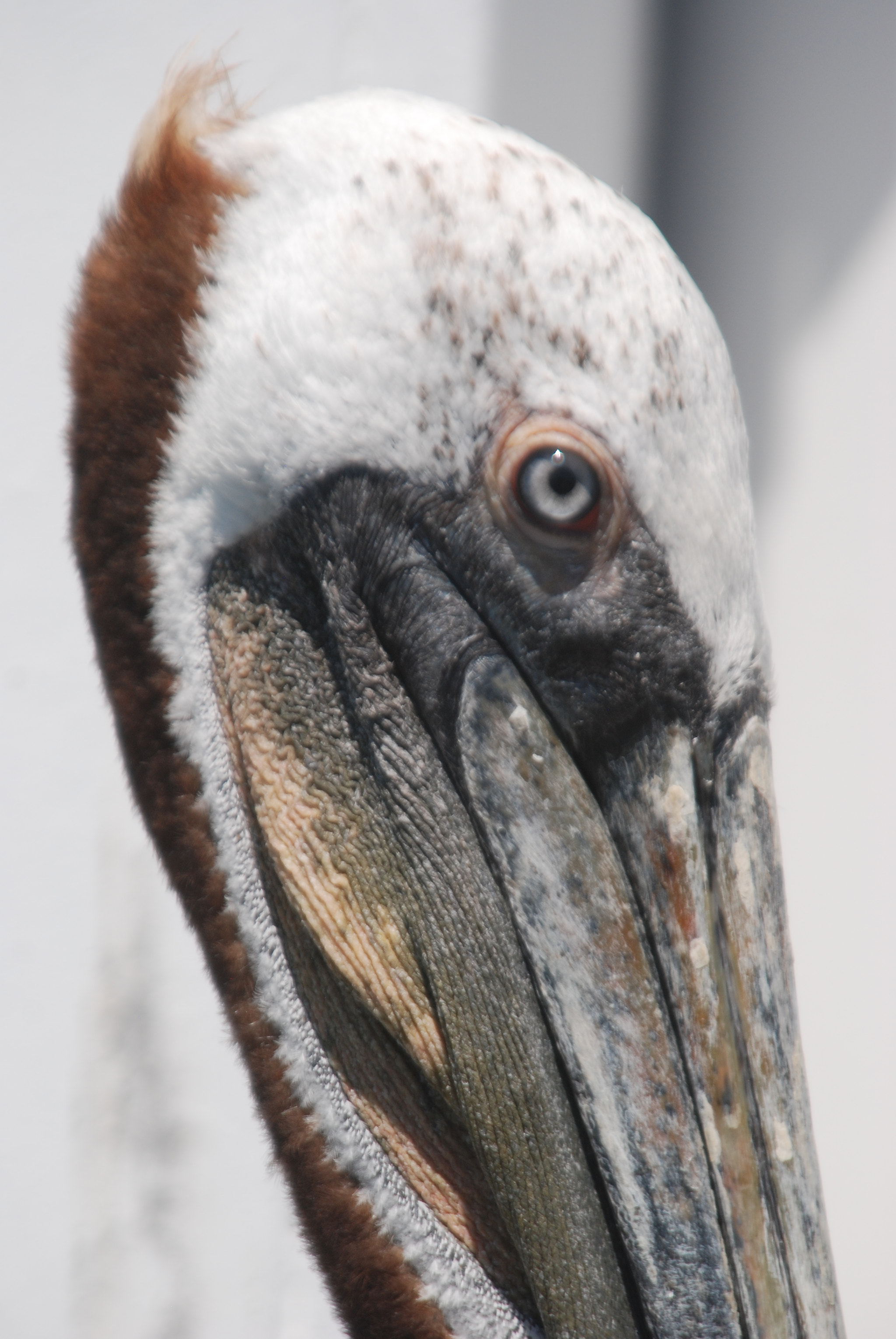 Nikon D80 sample photo. Oceanside pier mascot, 2018, closeup photography