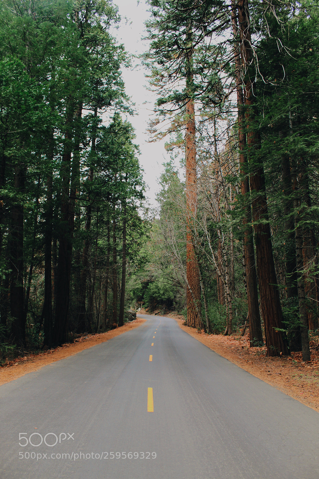 Canon EOS 1300D (EOS Rebel T6 / EOS Kiss X80) sample photo. Lonely road photography
