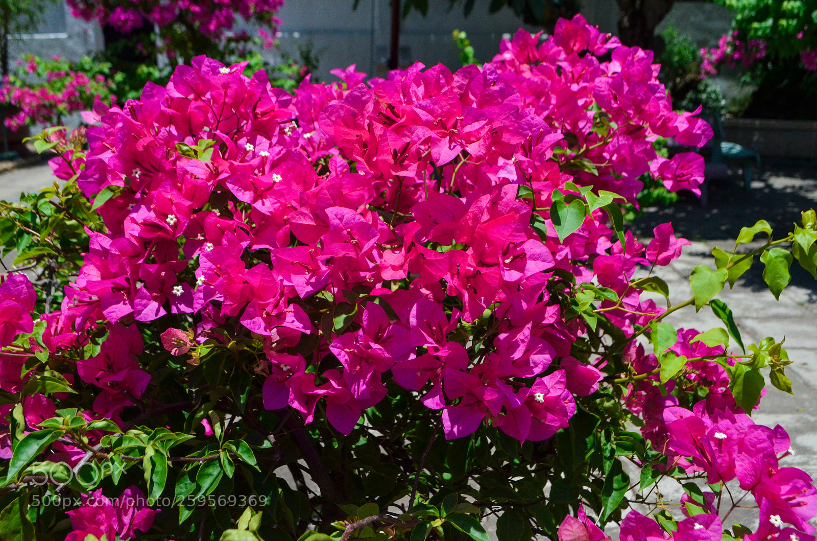 Nikon D5100 sample photo. Untitled photography