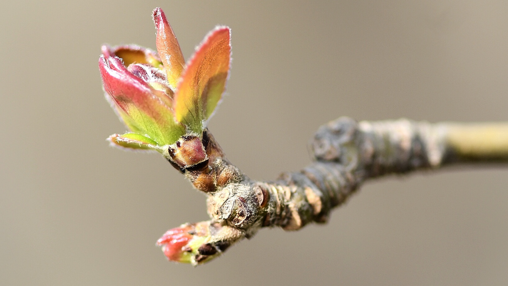 Nikon AF-S Micro-Nikkor 105mm F2.8G IF-ED VR sample photo. New leaves photography